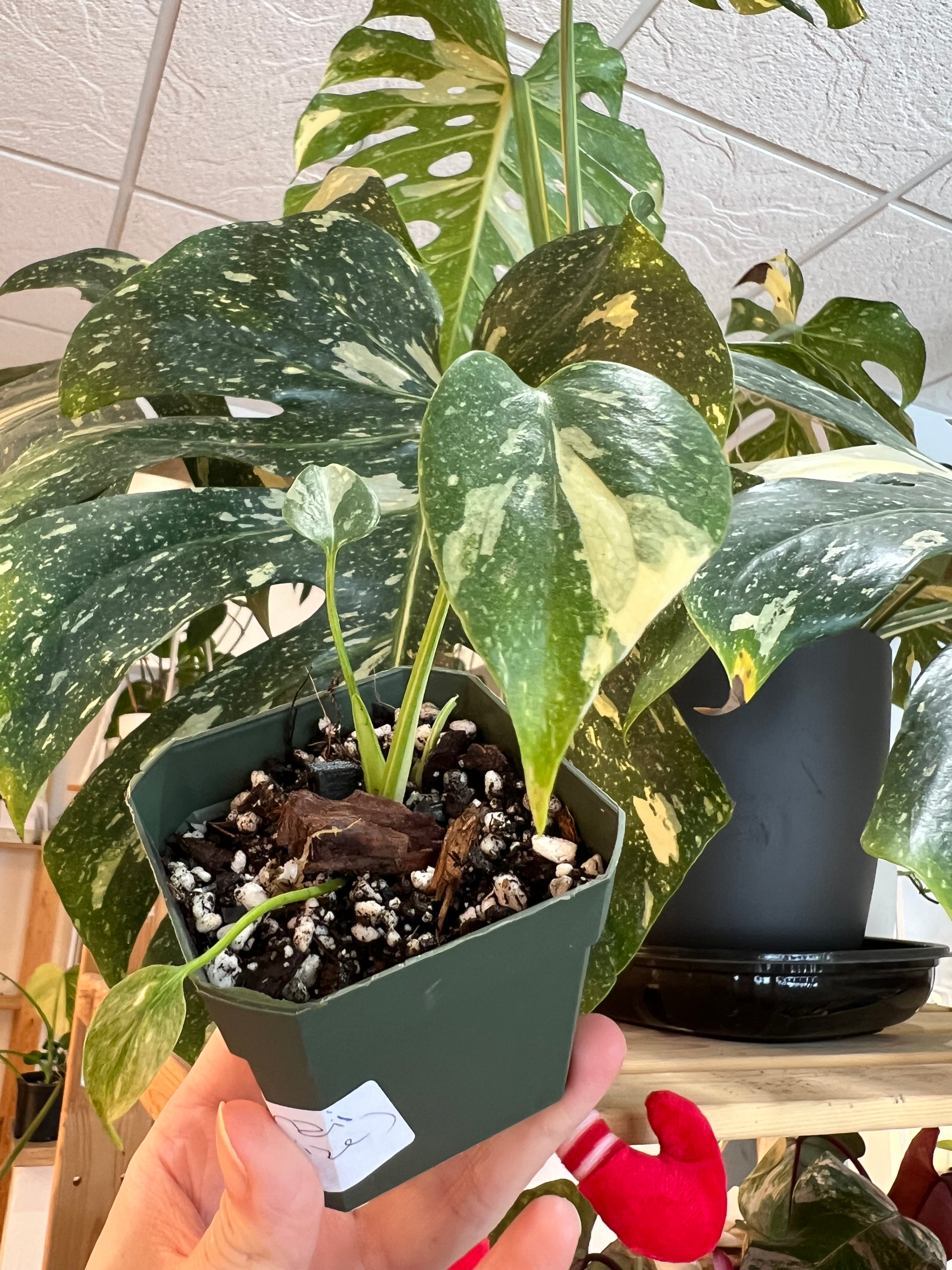 Monstera Thai Constellation-MTCS