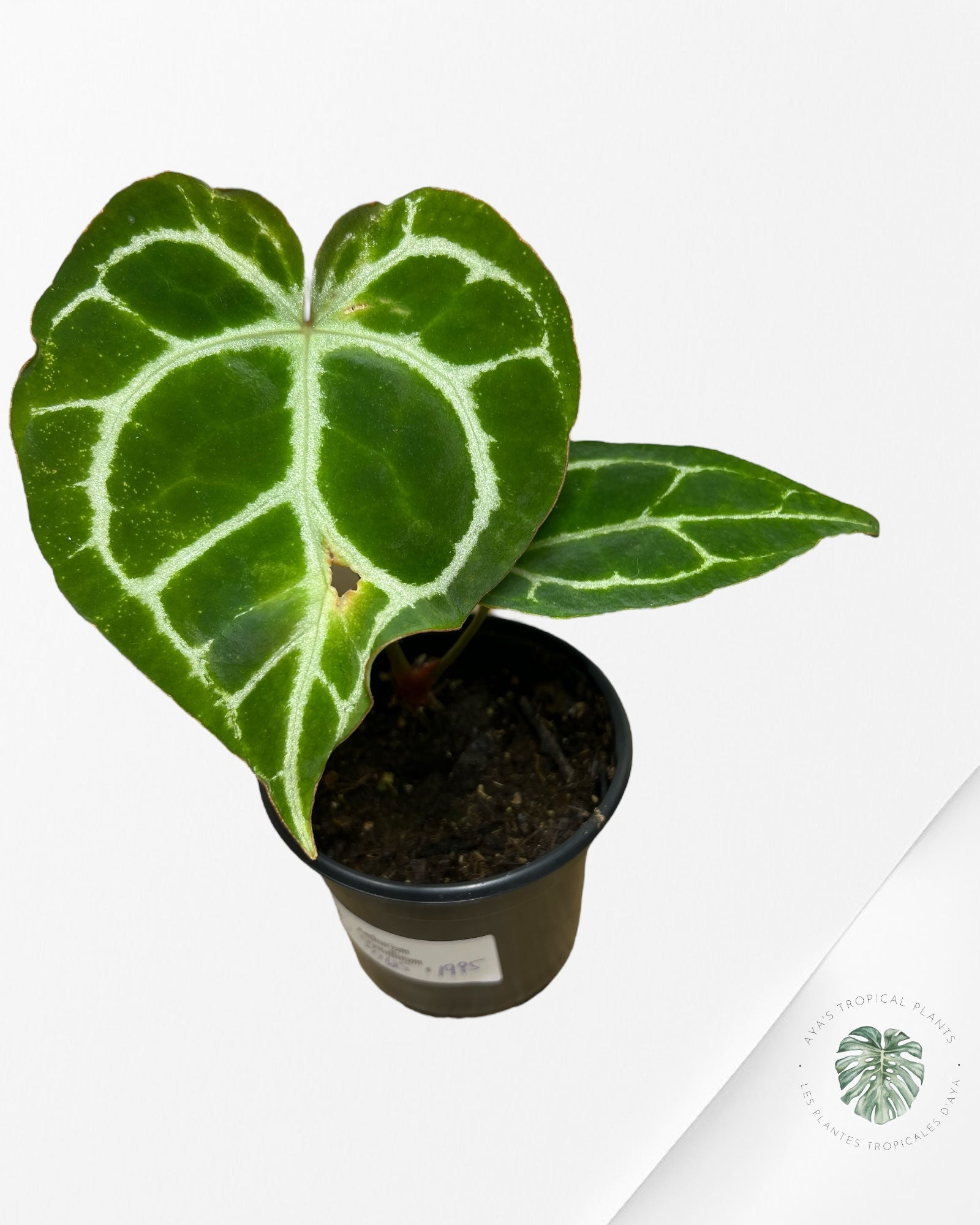 Anthurium Crystallinum - 0425