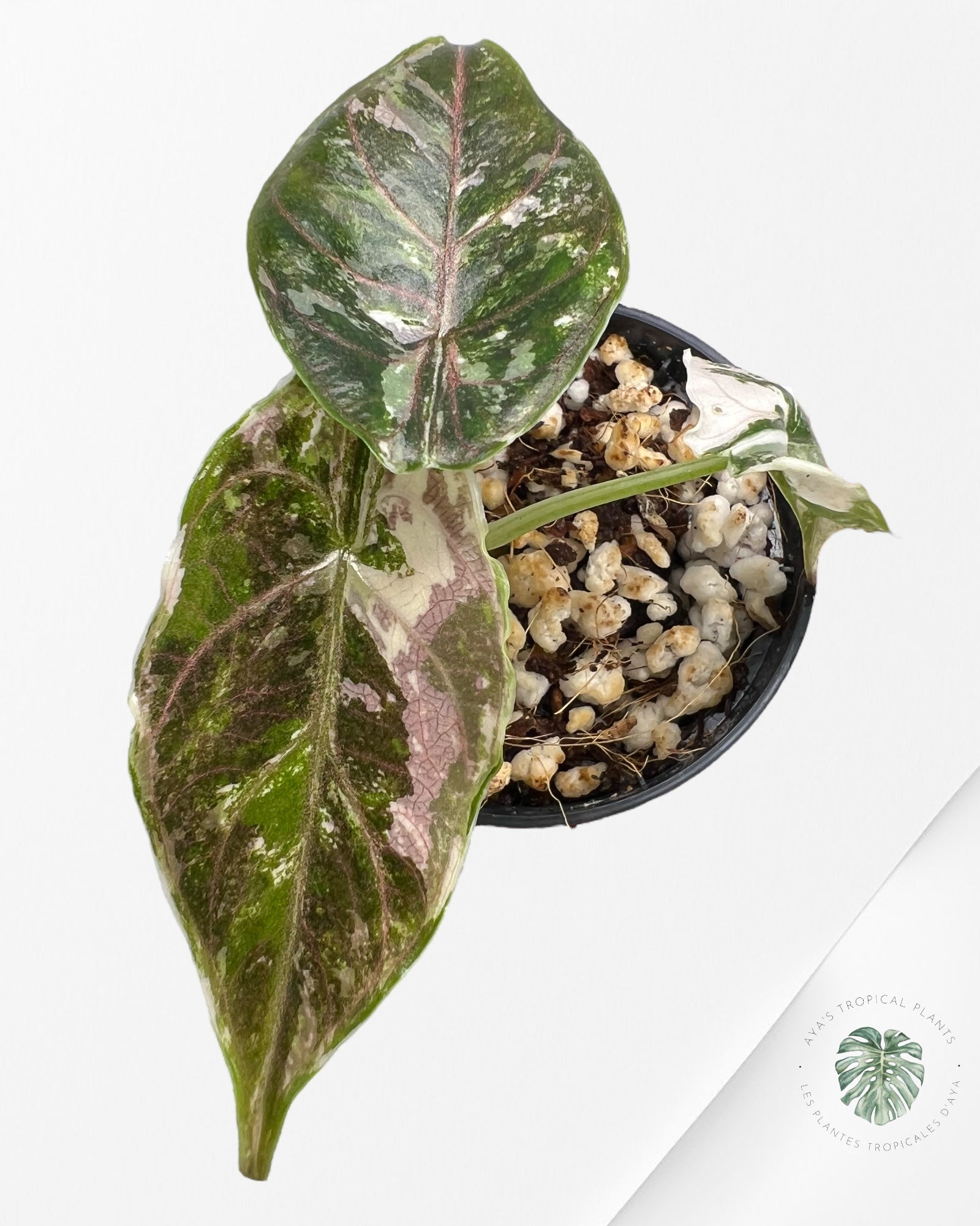 Alocasia Azlanii Pink Variegated - 02