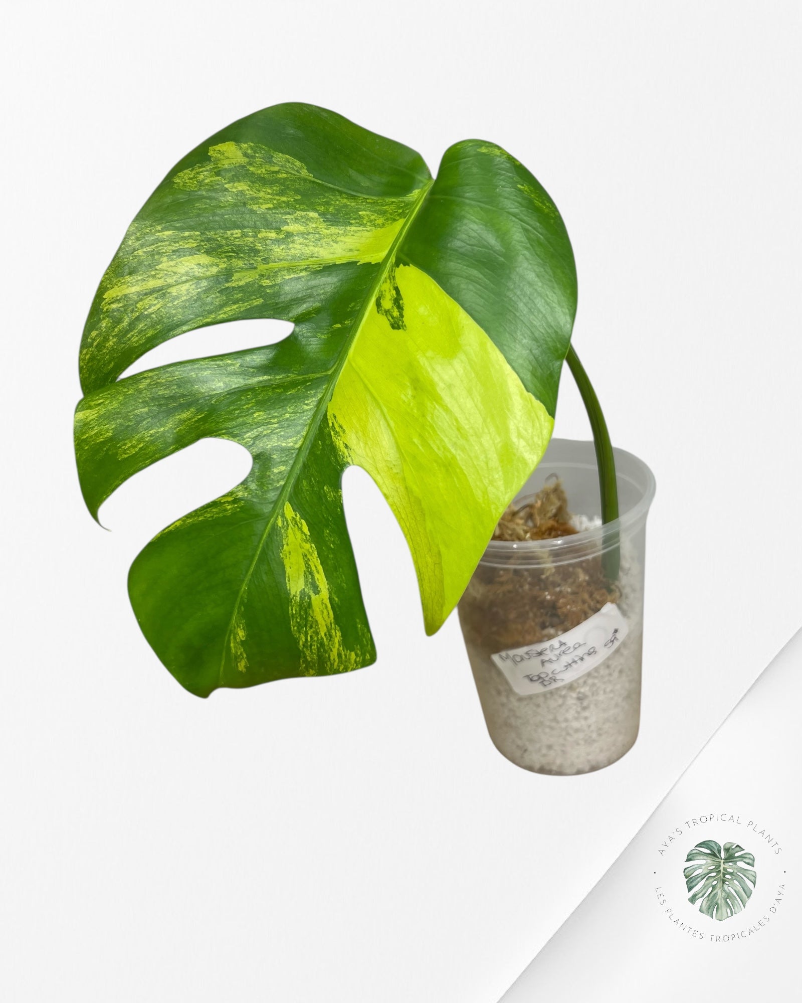 Monstera Aurea - CP1