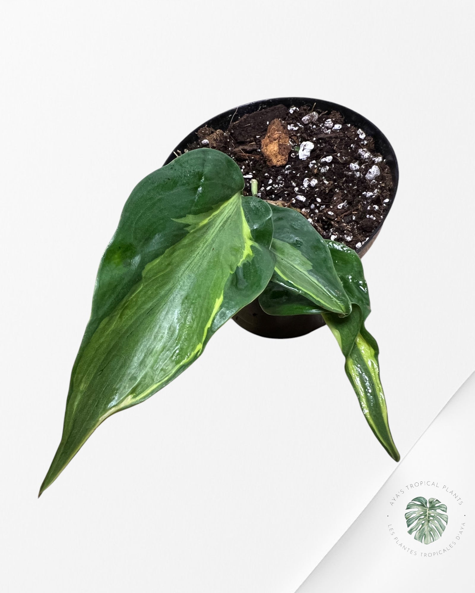 Philodendron Cream Splash - B