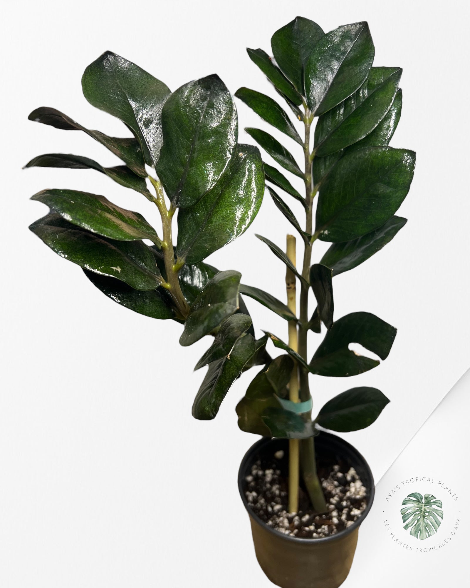 ZZ Nova Star Zamioculcas Zamiifolia -1