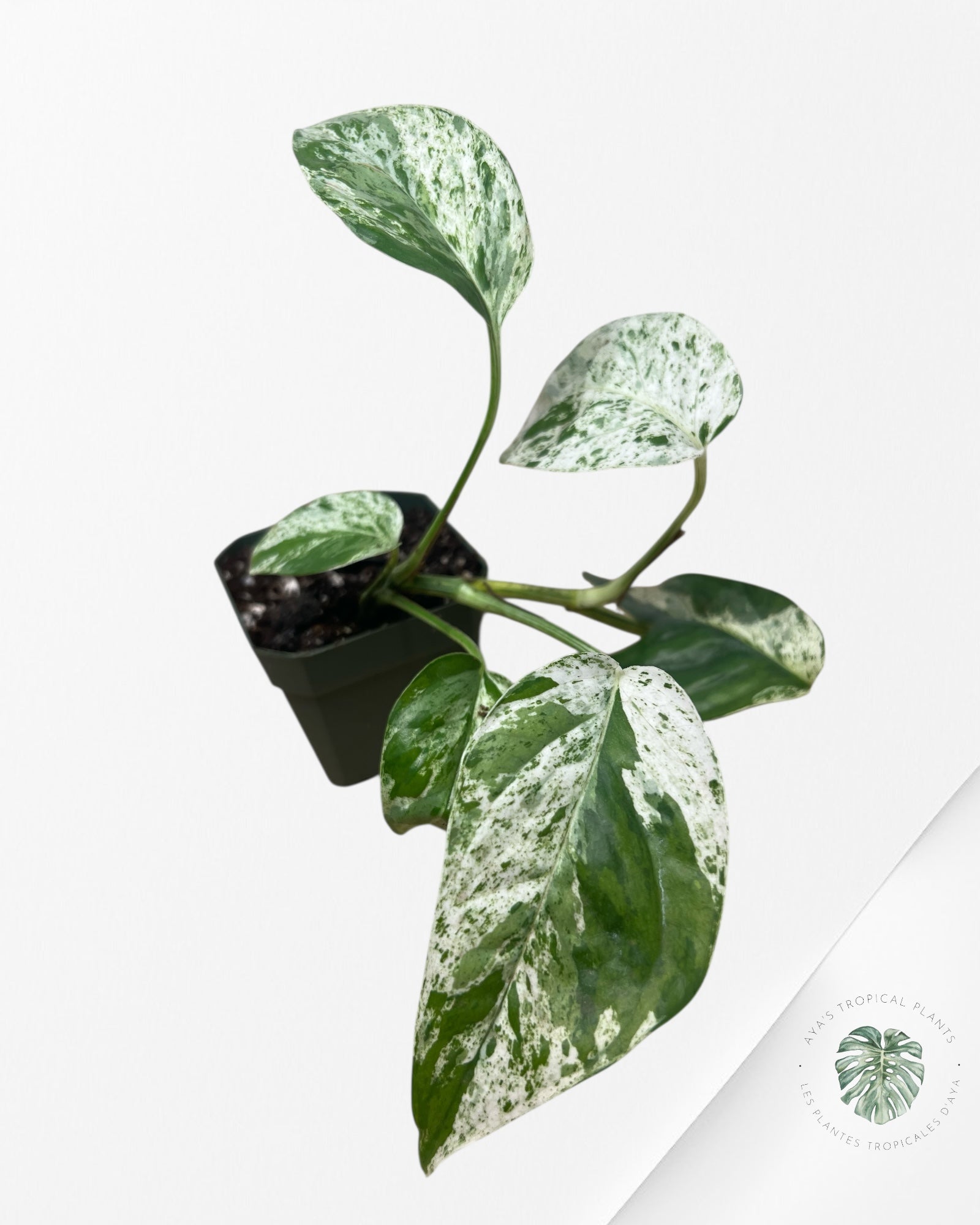 Marbre Epipremnum Pinnatum - E2