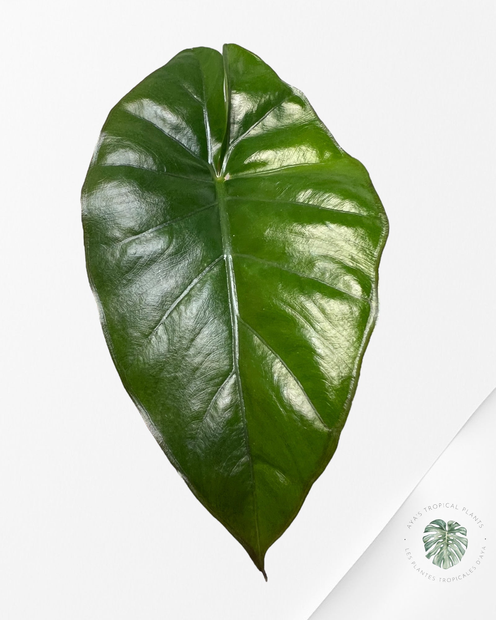 Alocasia Yucatan Mint (REVERTED) - AYM7