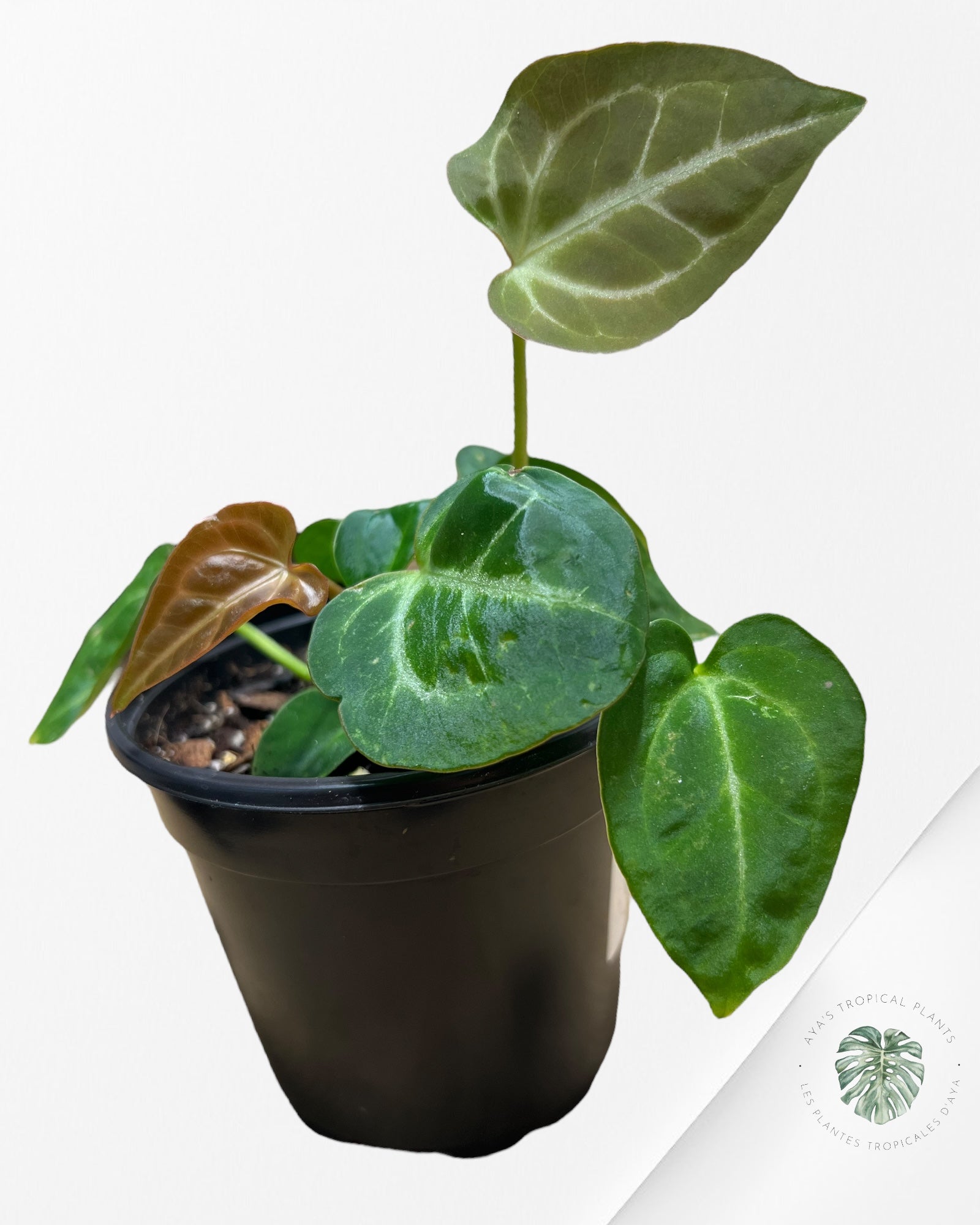 Anthurium Papi *Moira x Velvet* - 1904