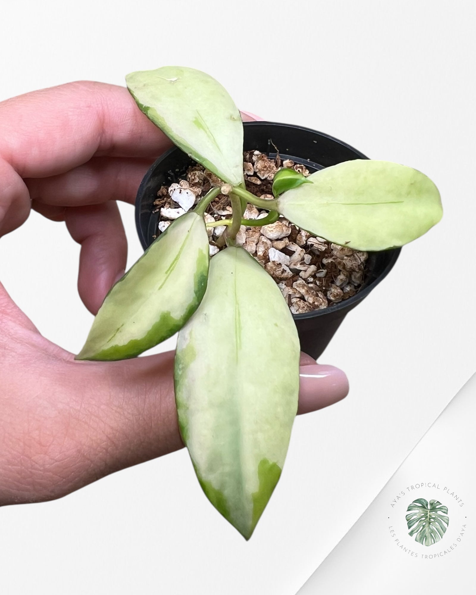 Hoya walliniana variegated - F4