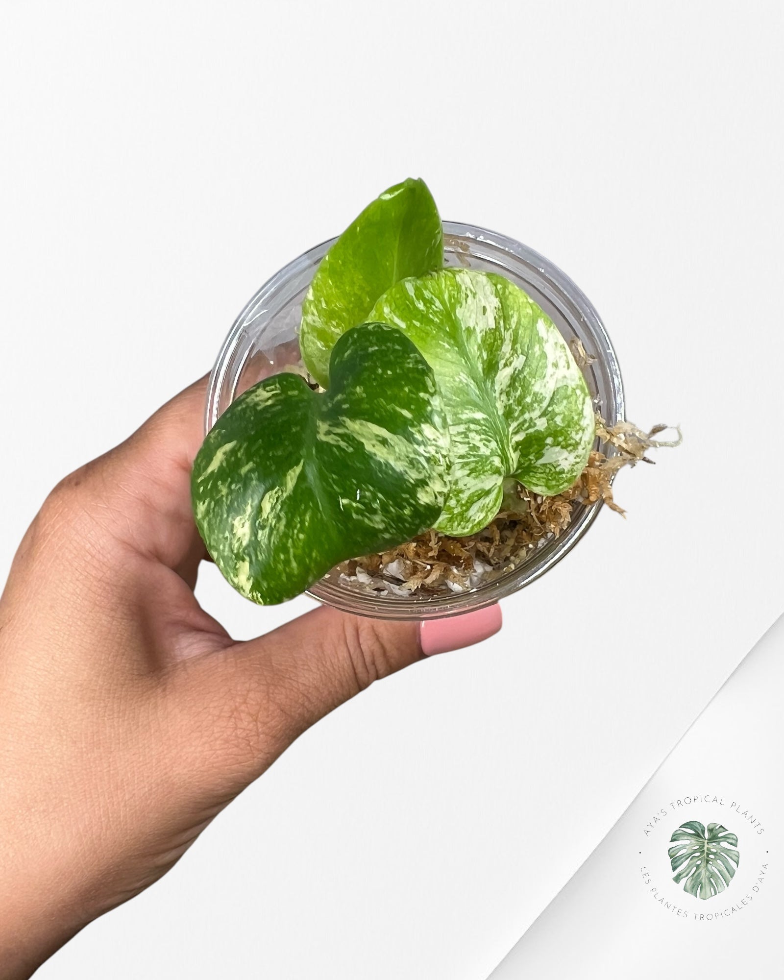 Monstera Mint - TC9
