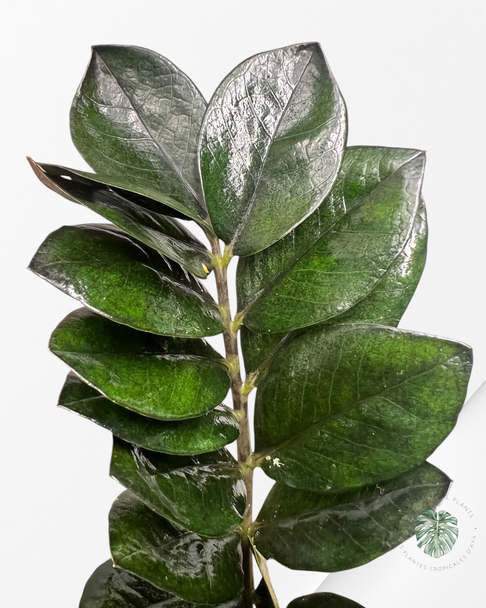 ZZ Nova Star Zamioculcas Zamiifolia -1