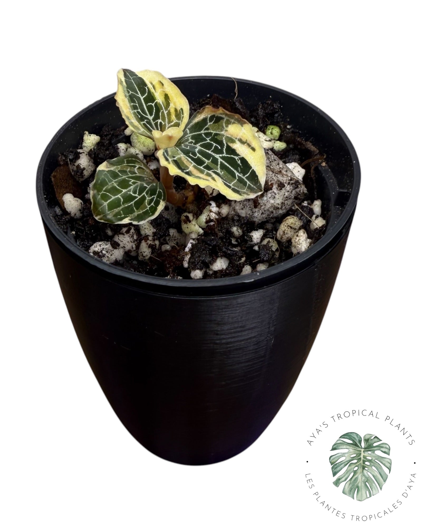 Anoectochilus Silver Silk