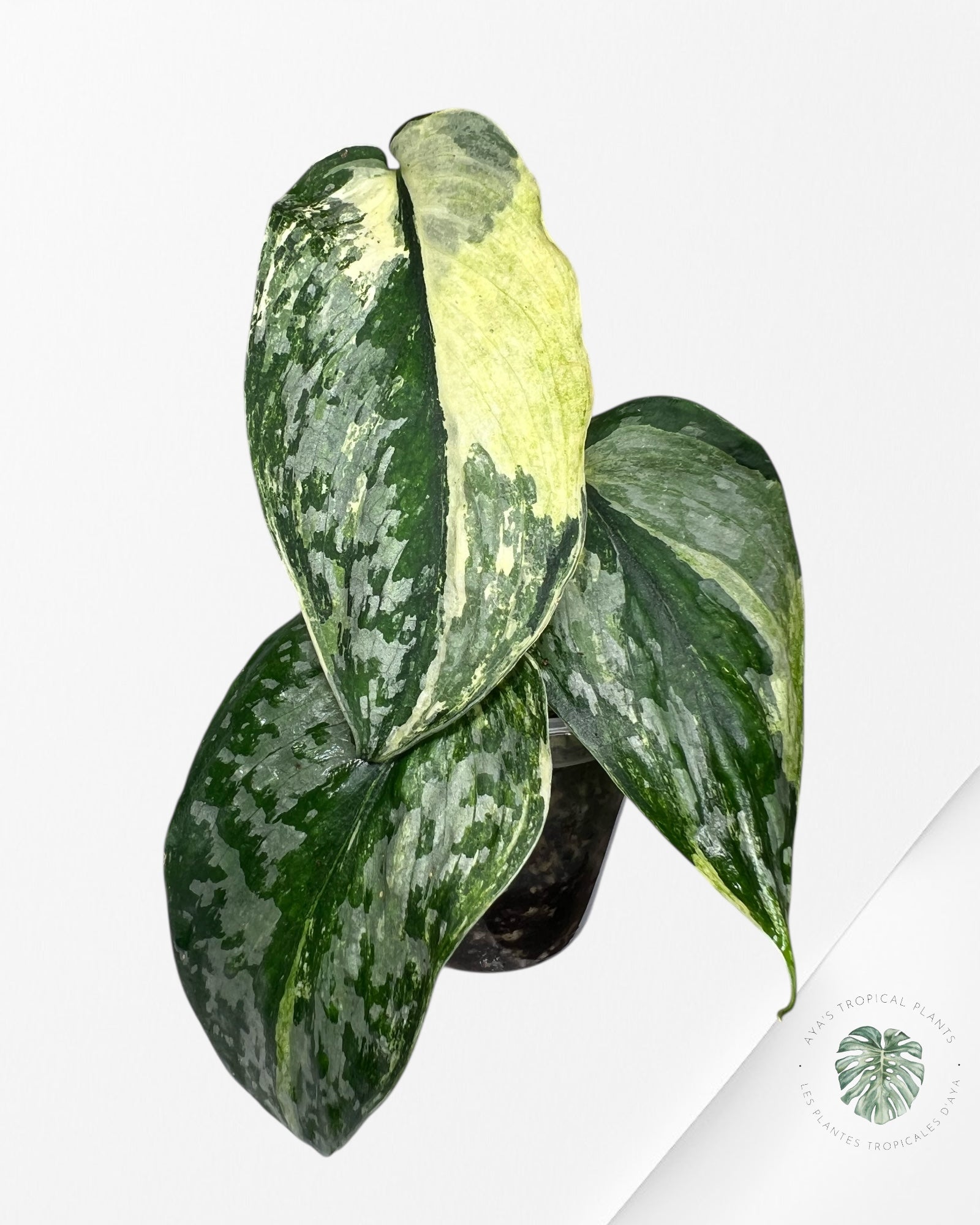 Scindapsus Exotica Tricolore - SET3