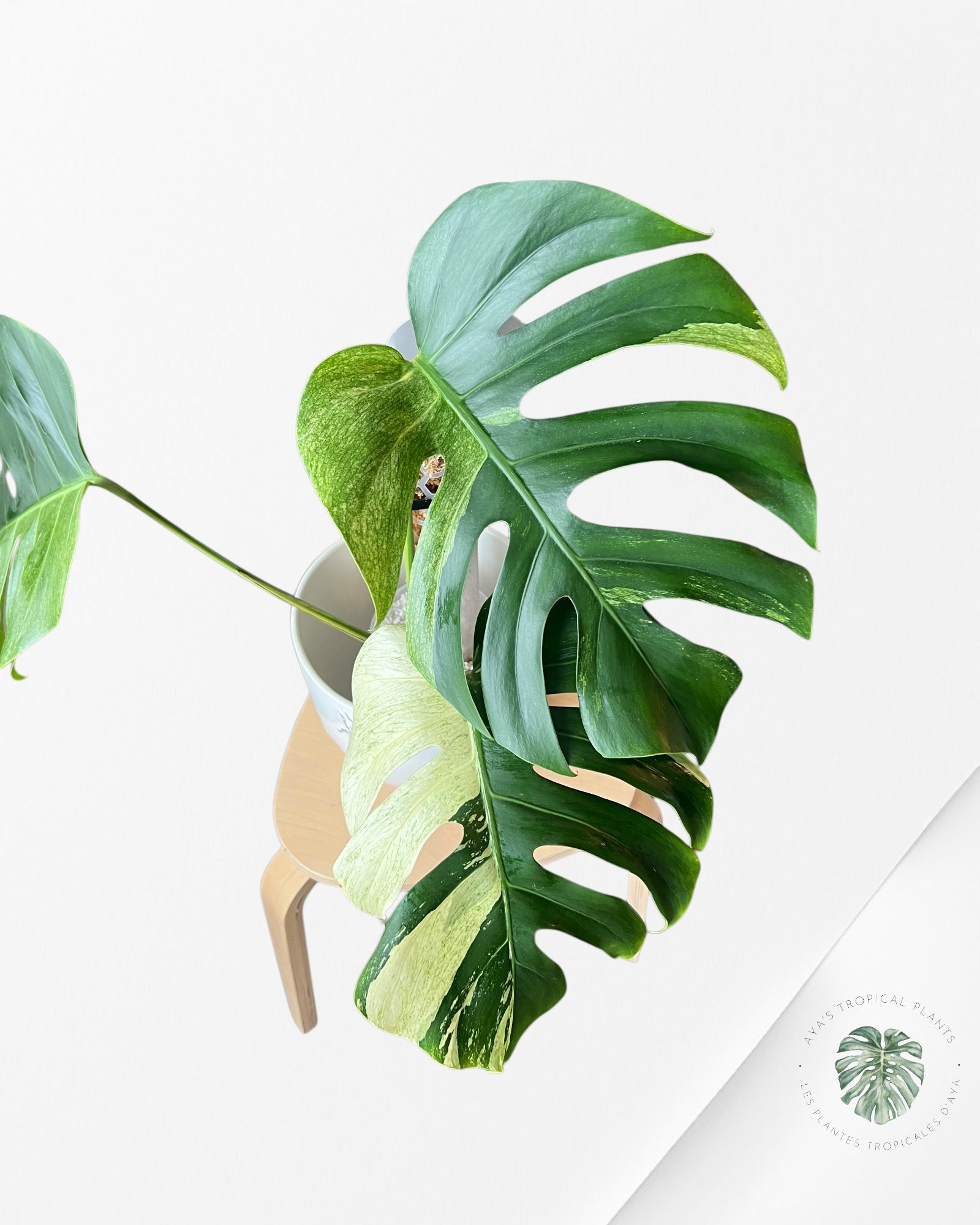 Monstera Deliciosa Mint-JA2