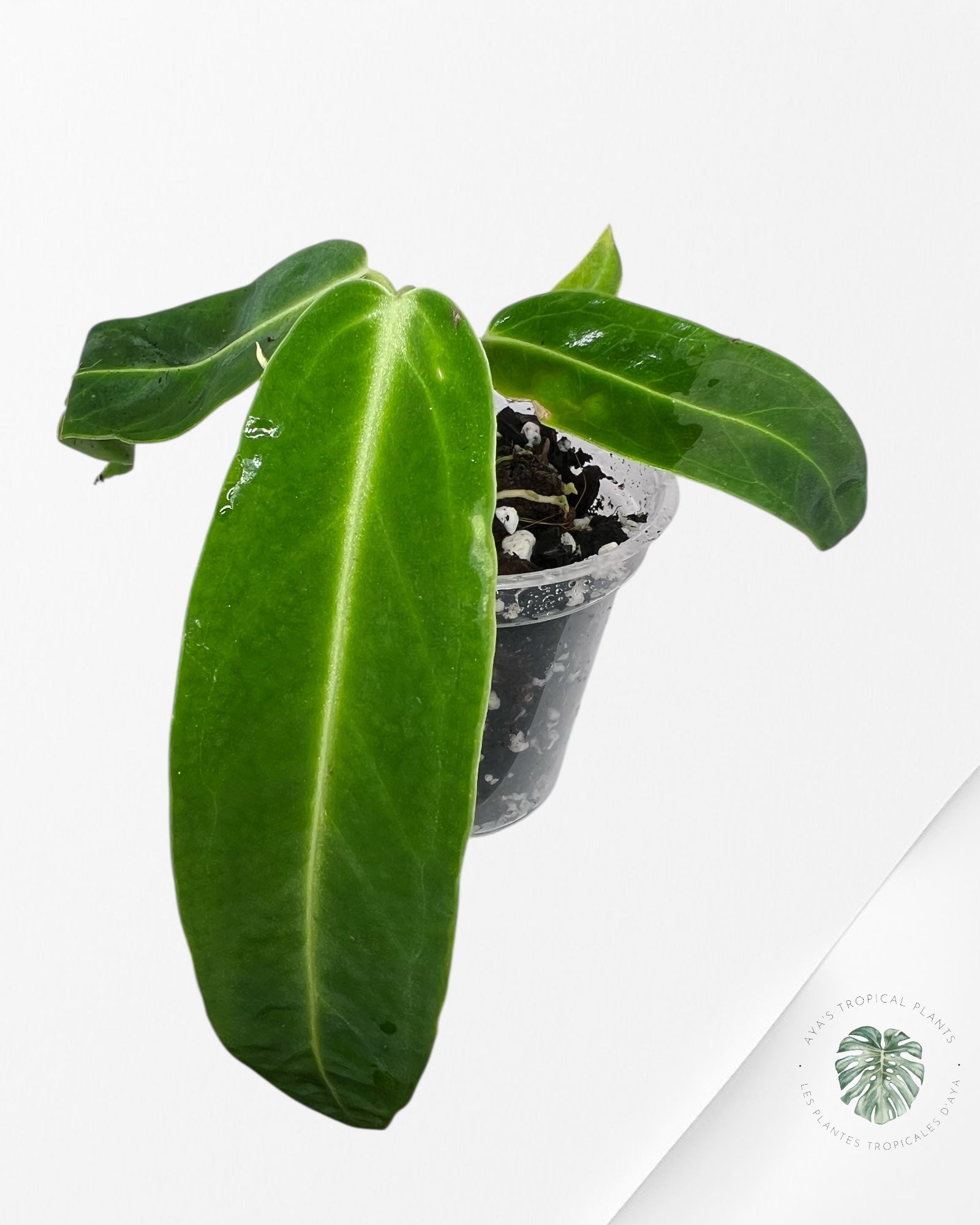 Anthurium Warocqueanum - 02
