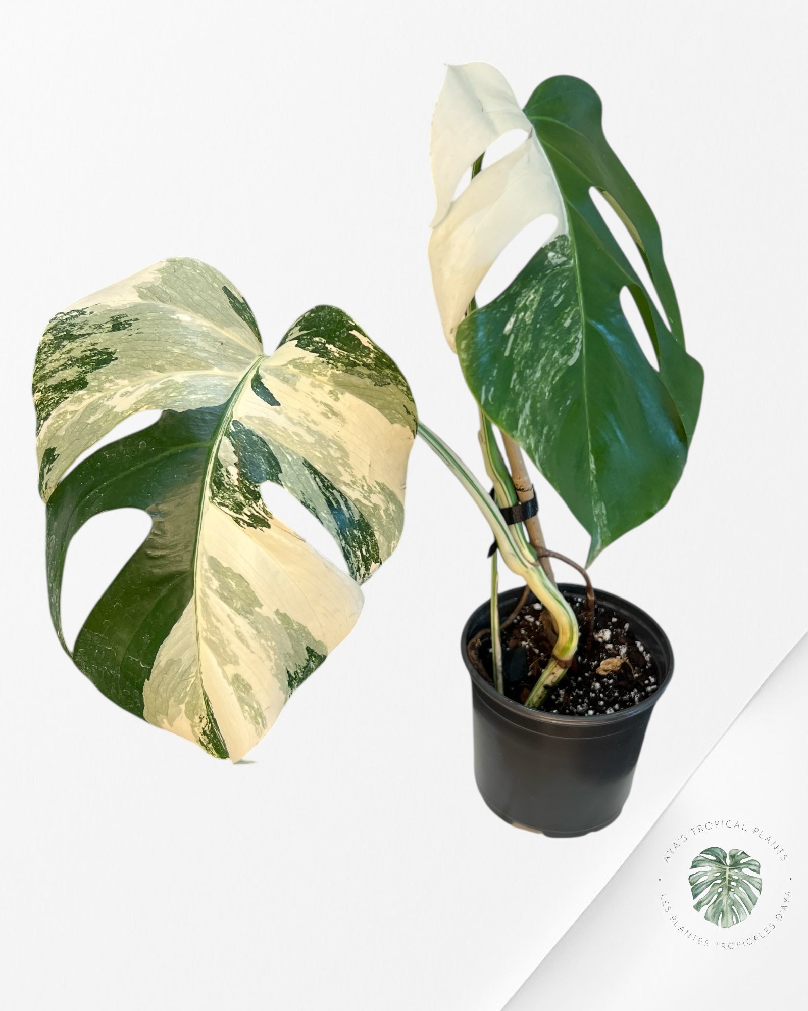 Monstera Borsigiana Albo-2