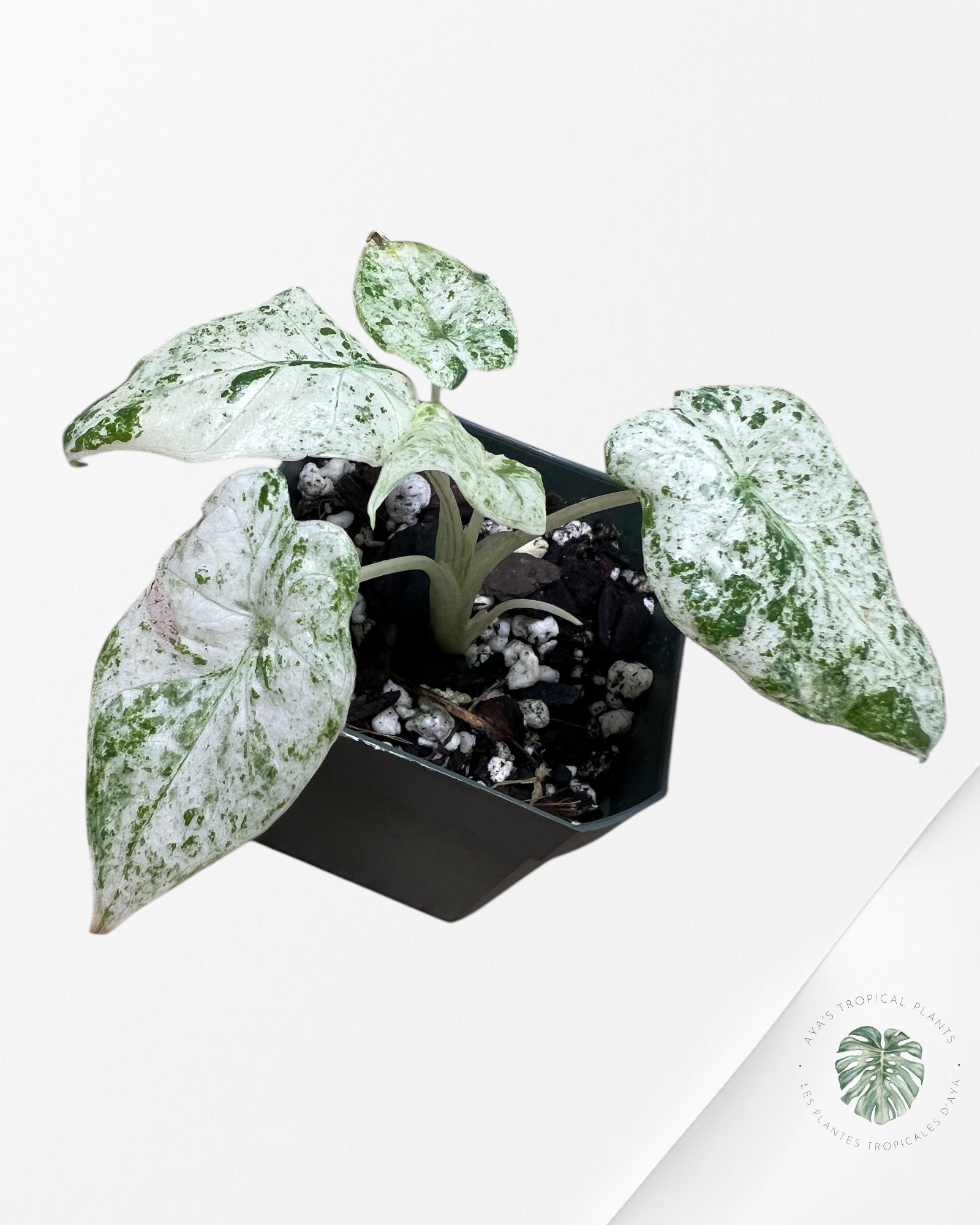 Alocasia macrorrhiza 'Camouflage'-A