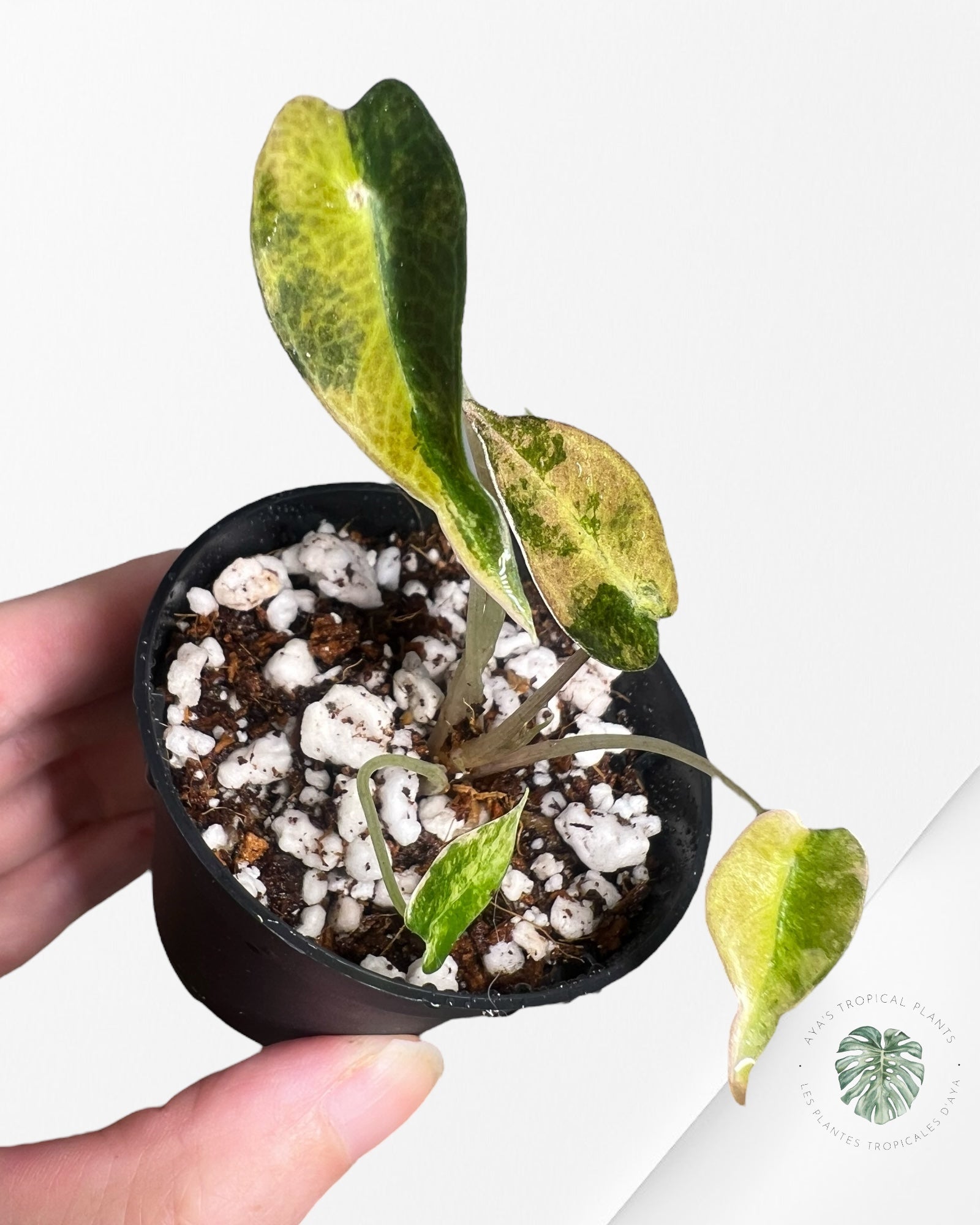 Alocasia Bambino Variegated (Aurea) - TC7
