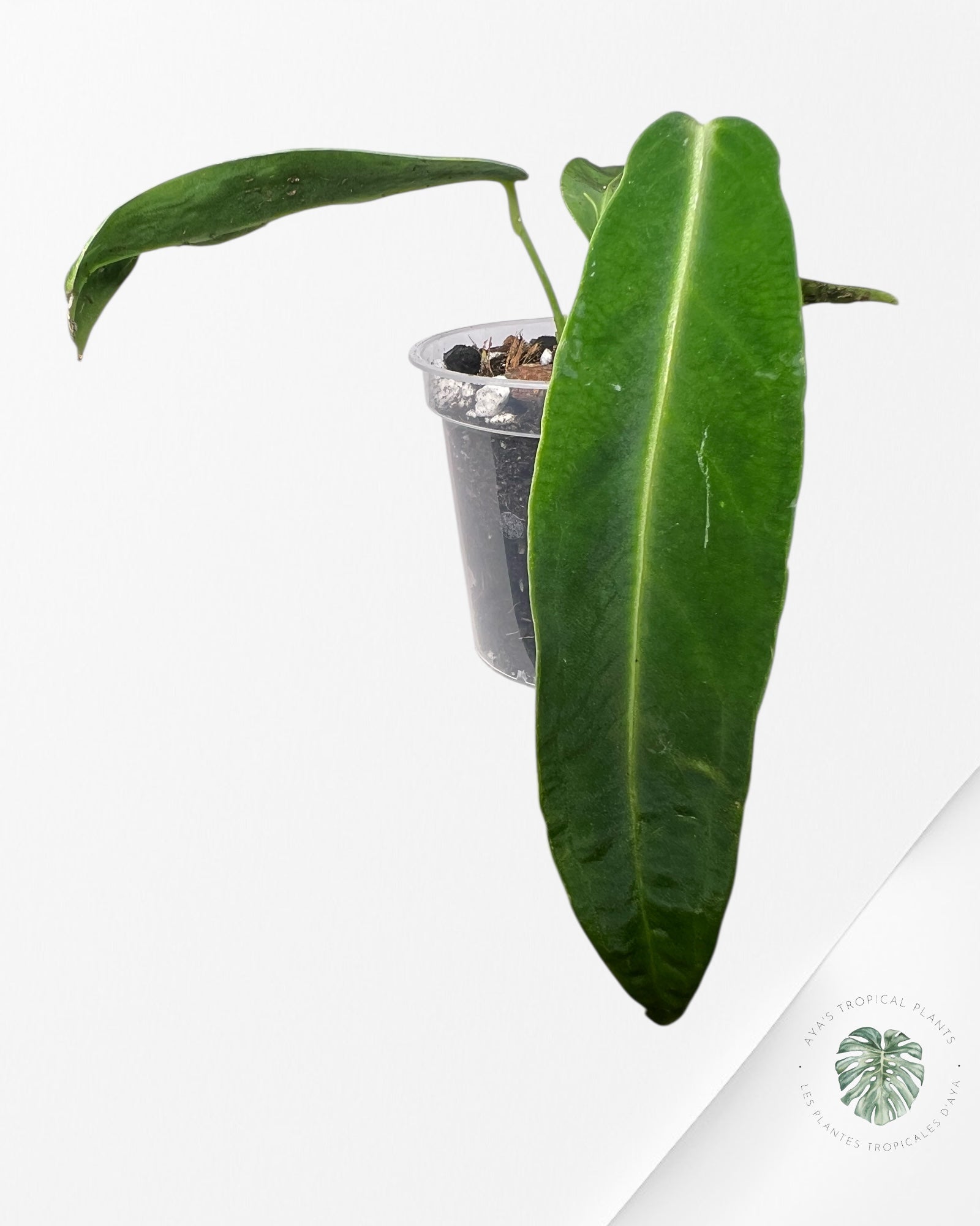 Anthurium Warocqueanum - 03