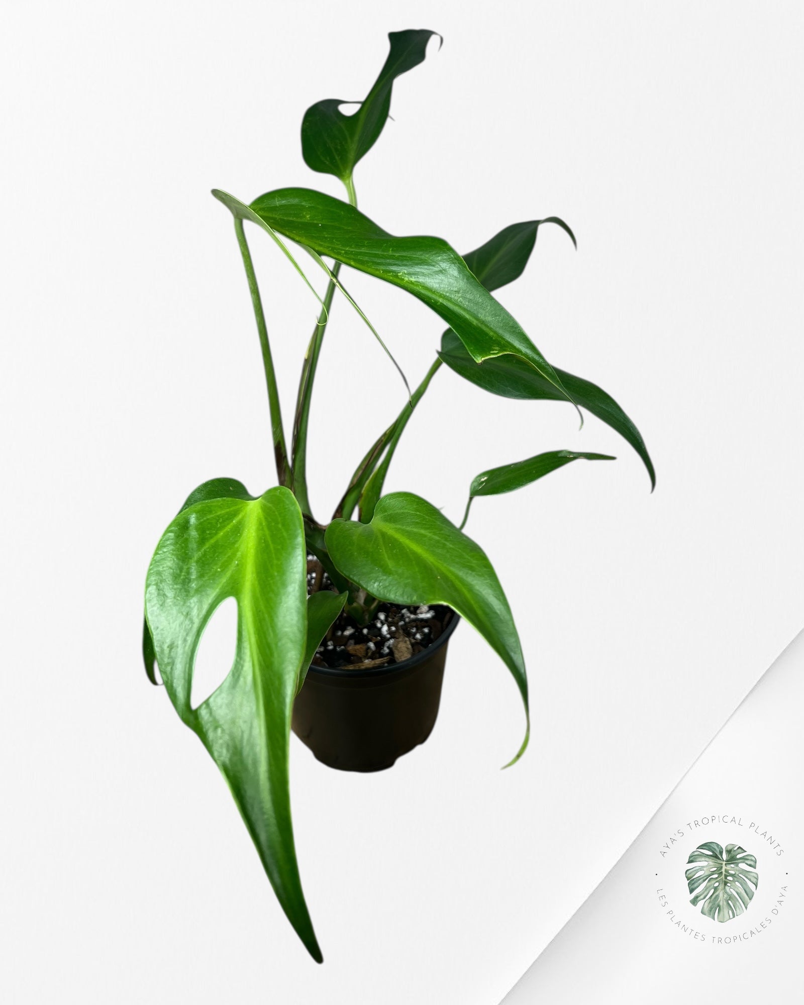Monstera Burle Marx Flame - 89