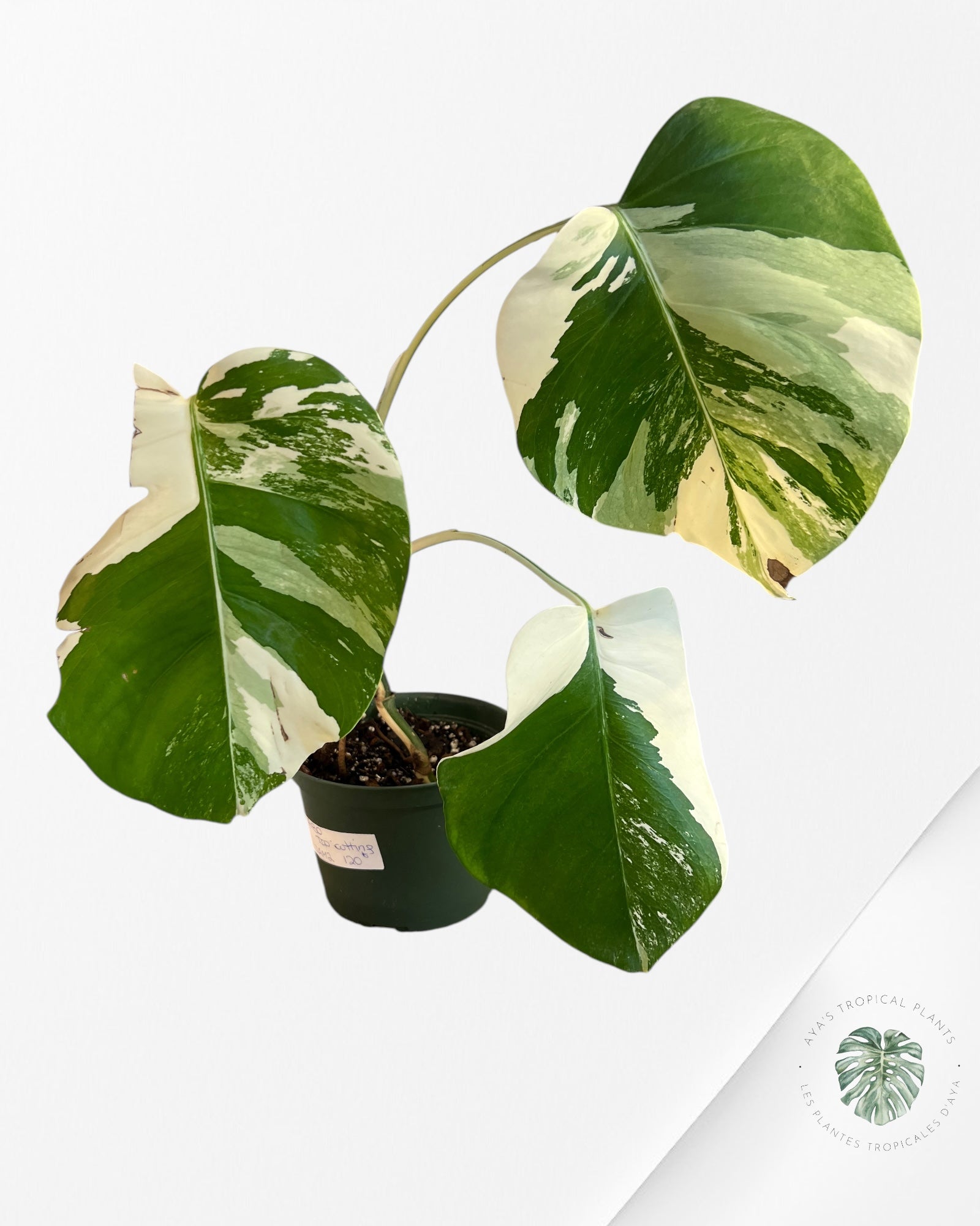 Monstera Borsigiana Albo-JAM2