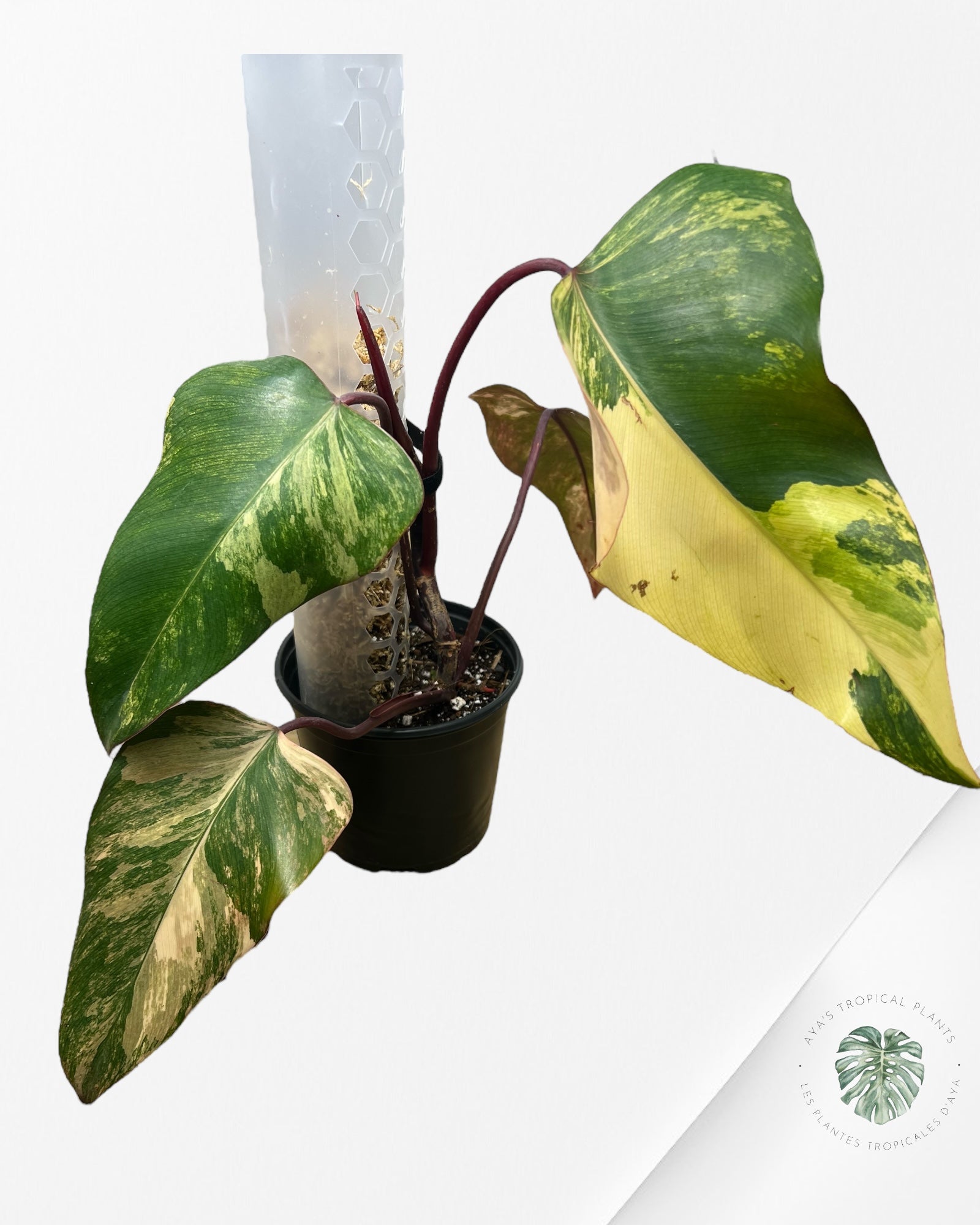 Philodendron Strawberry Shake - ME5