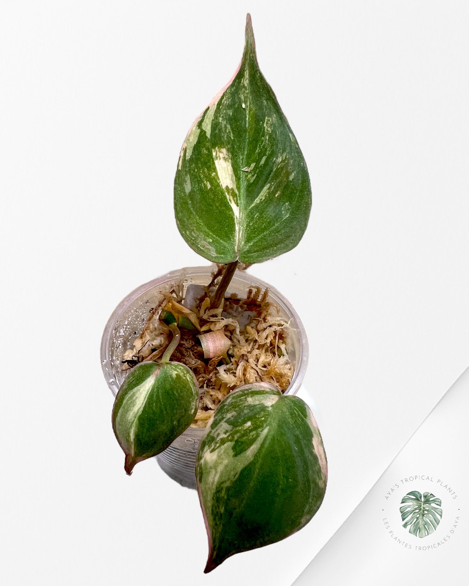 Philodendron Micans Variegated-PH5