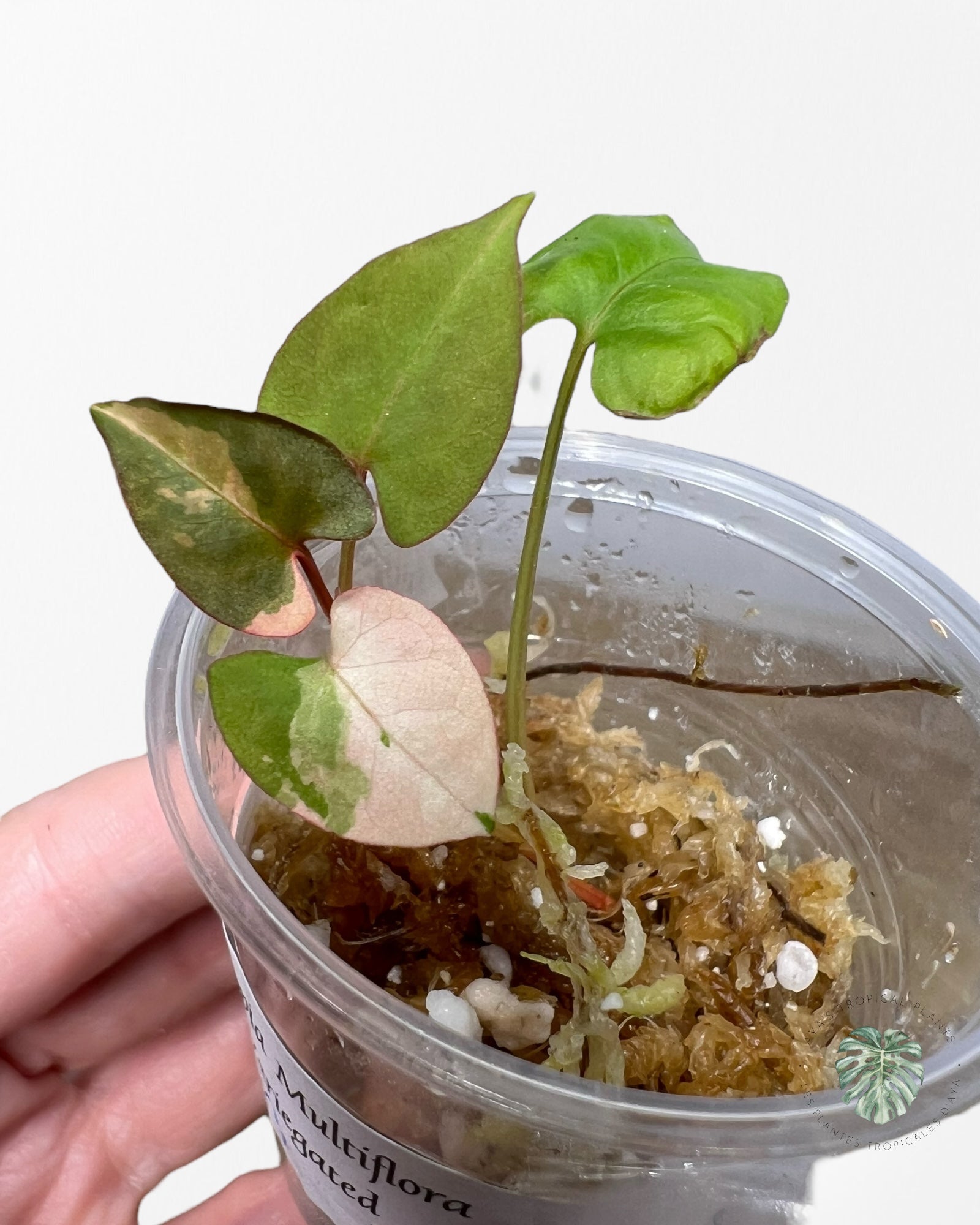 Fallopia multiflora Variegated - 27