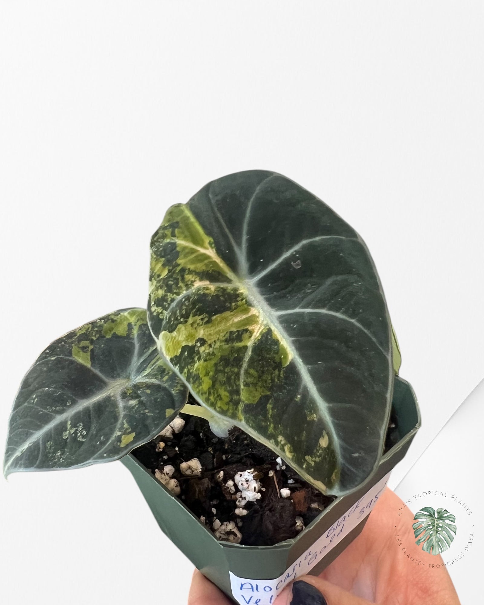 Alocasia Black Velvet Gold-ABVG4