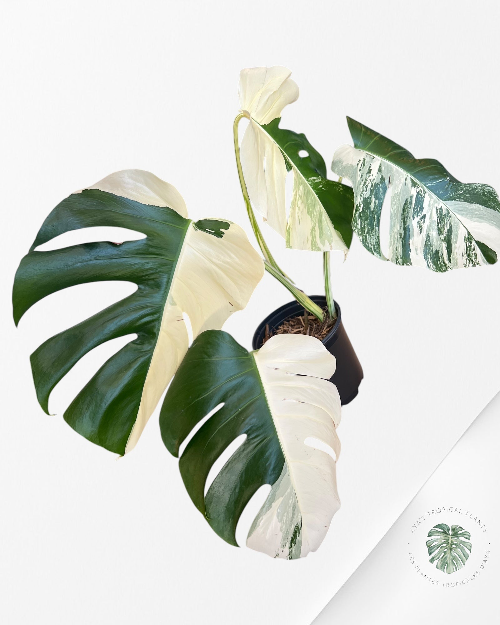 Monstera Borsigiana Albo-JA22