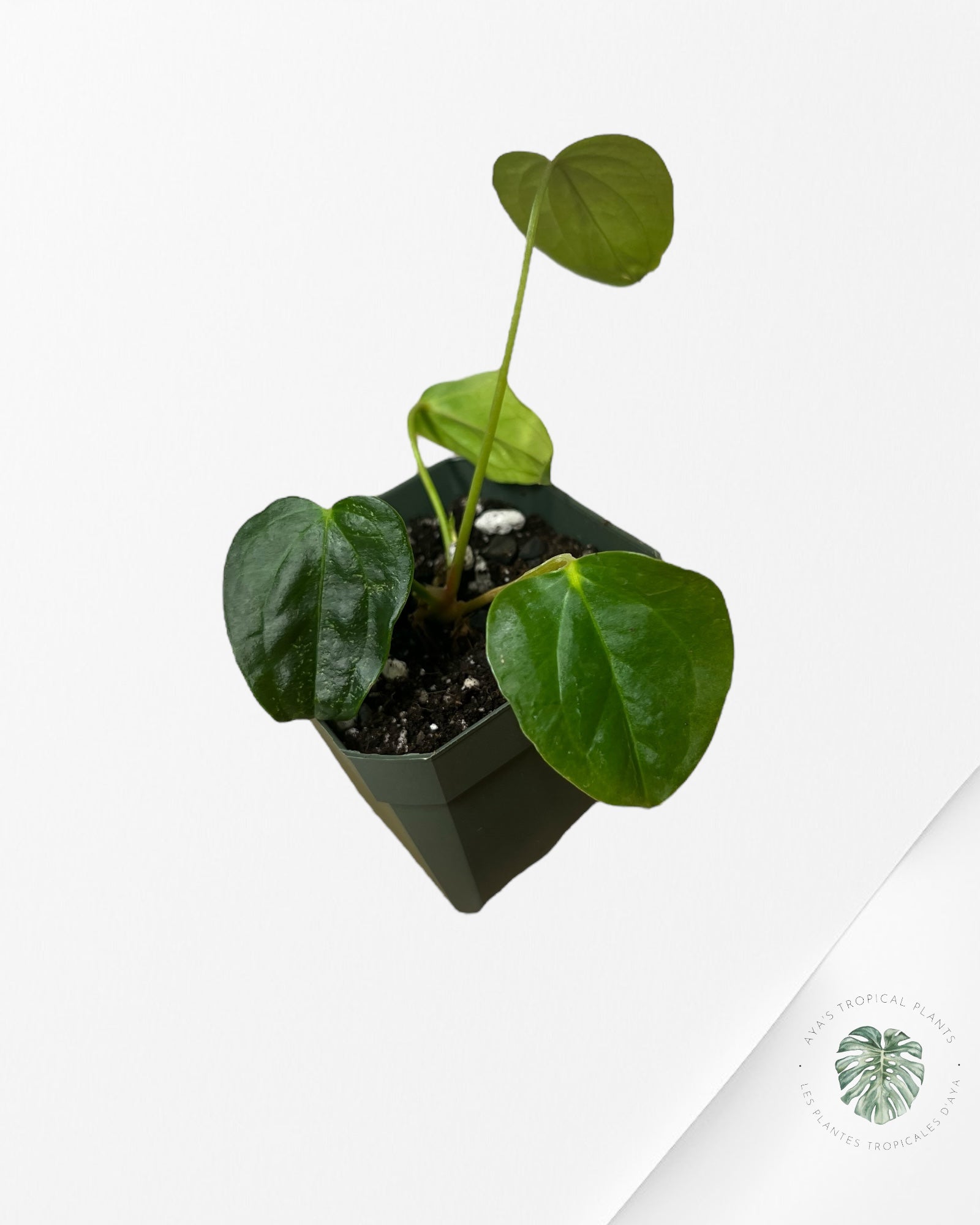 Anthurium Queen Of Hearts - V2