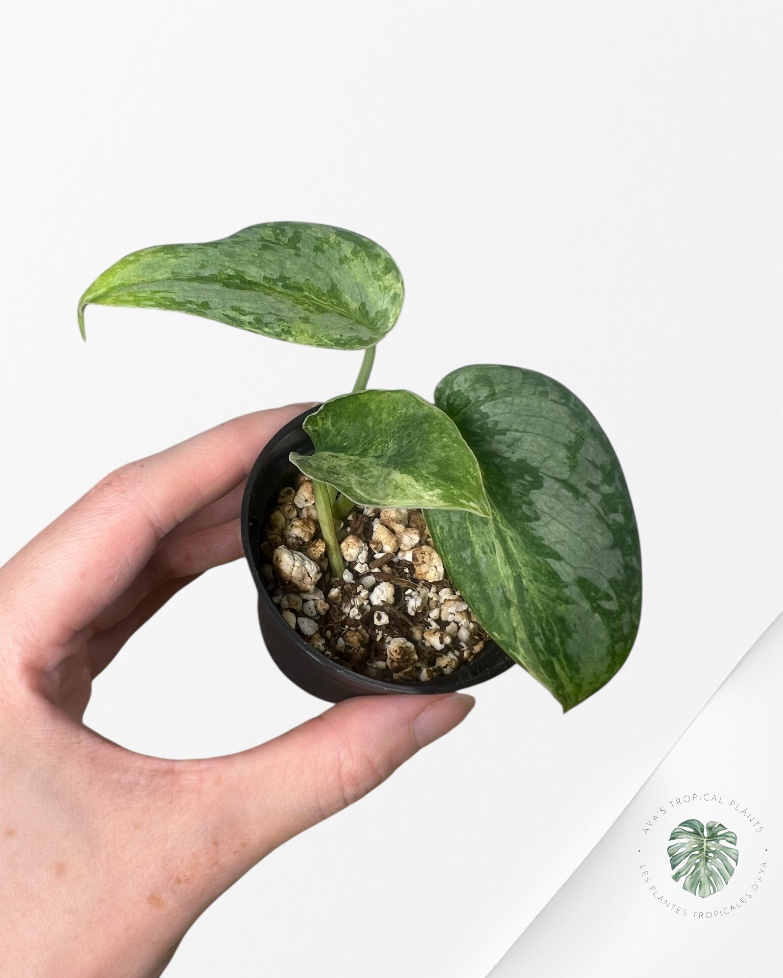 Scindapsus White Diamond