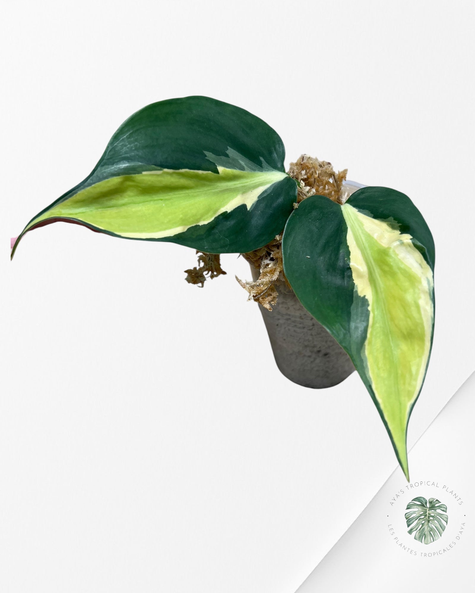 Philodendron Cream Splash - E