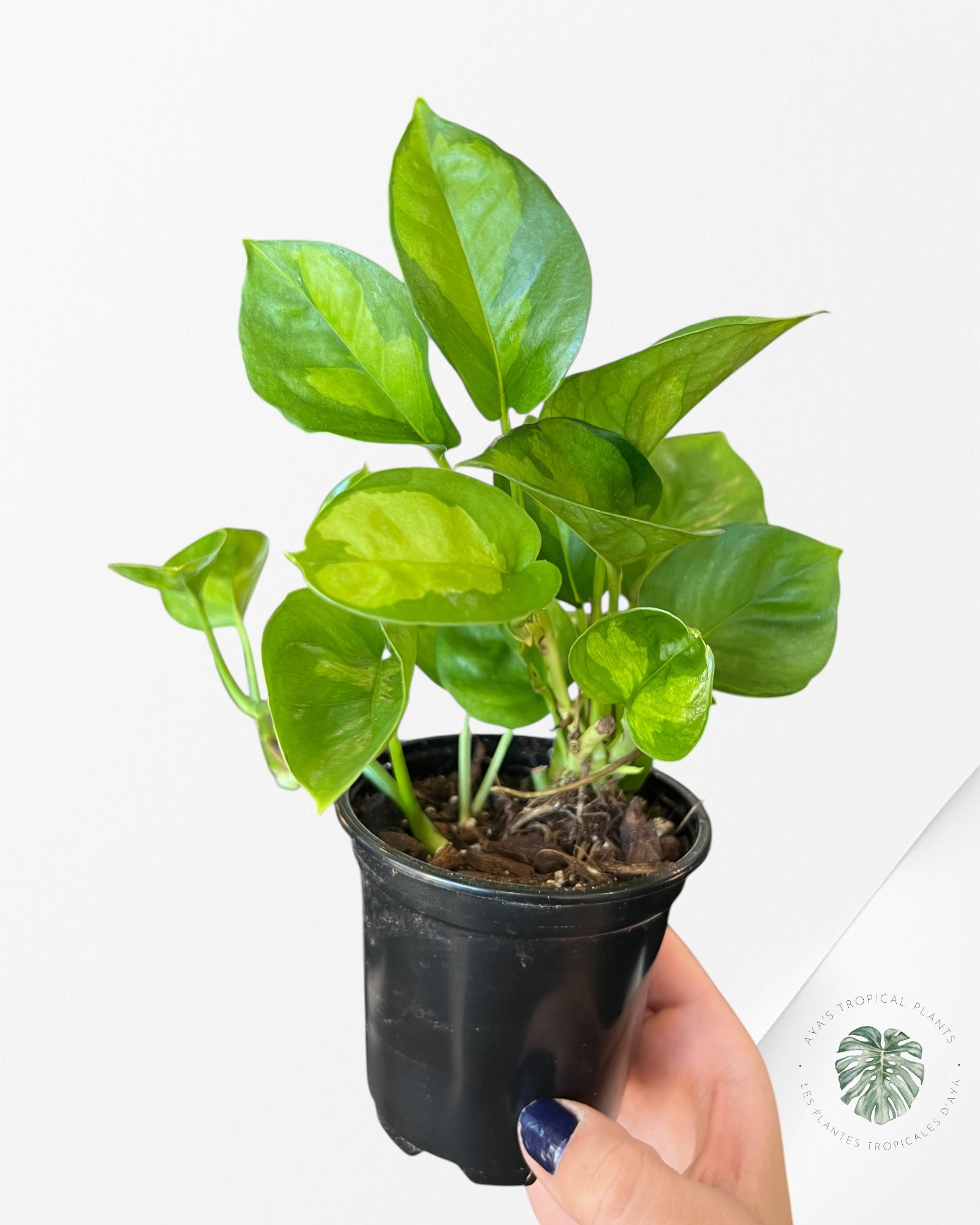 Global Green Pothos D