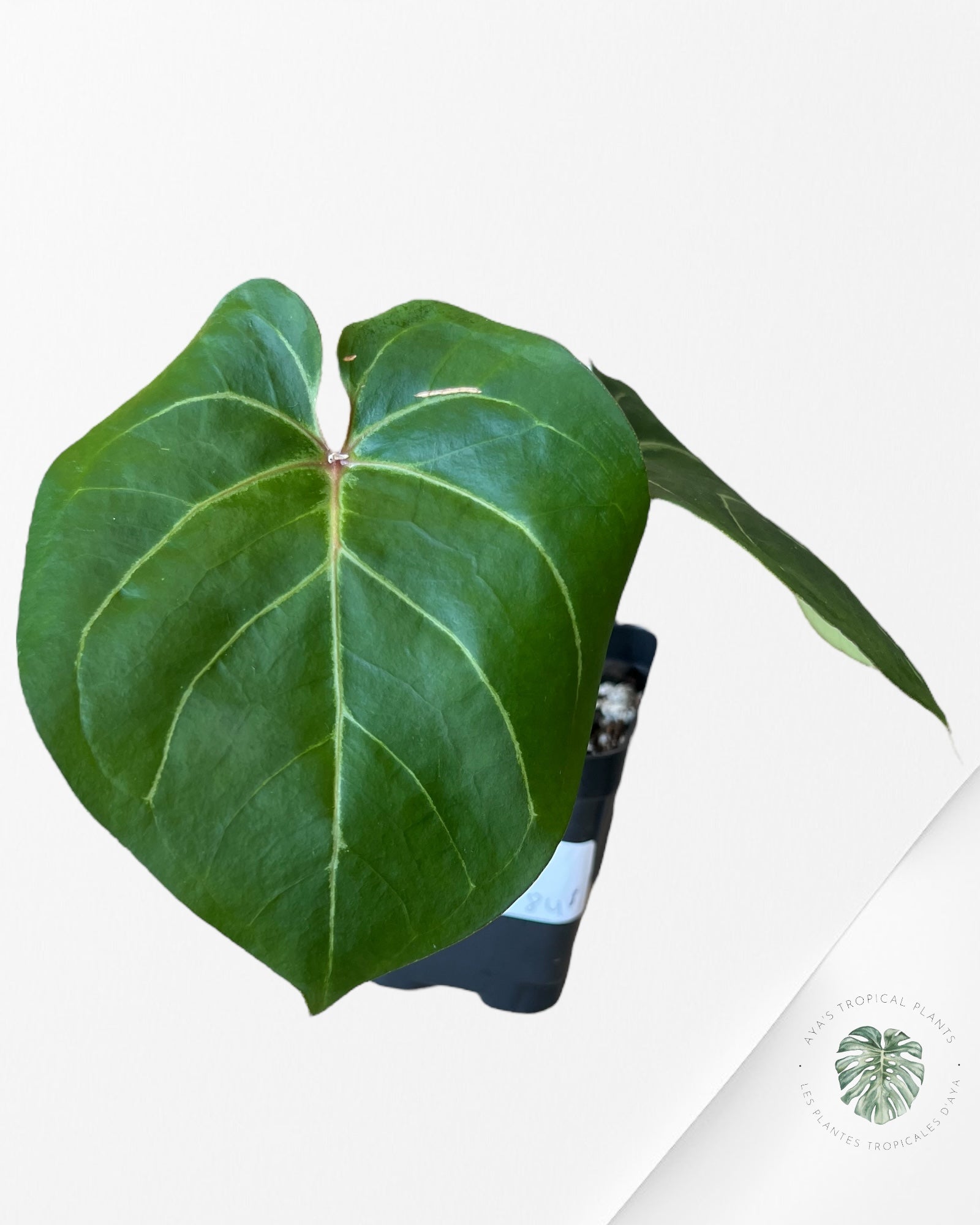 Anthurium DP X Goliath-02