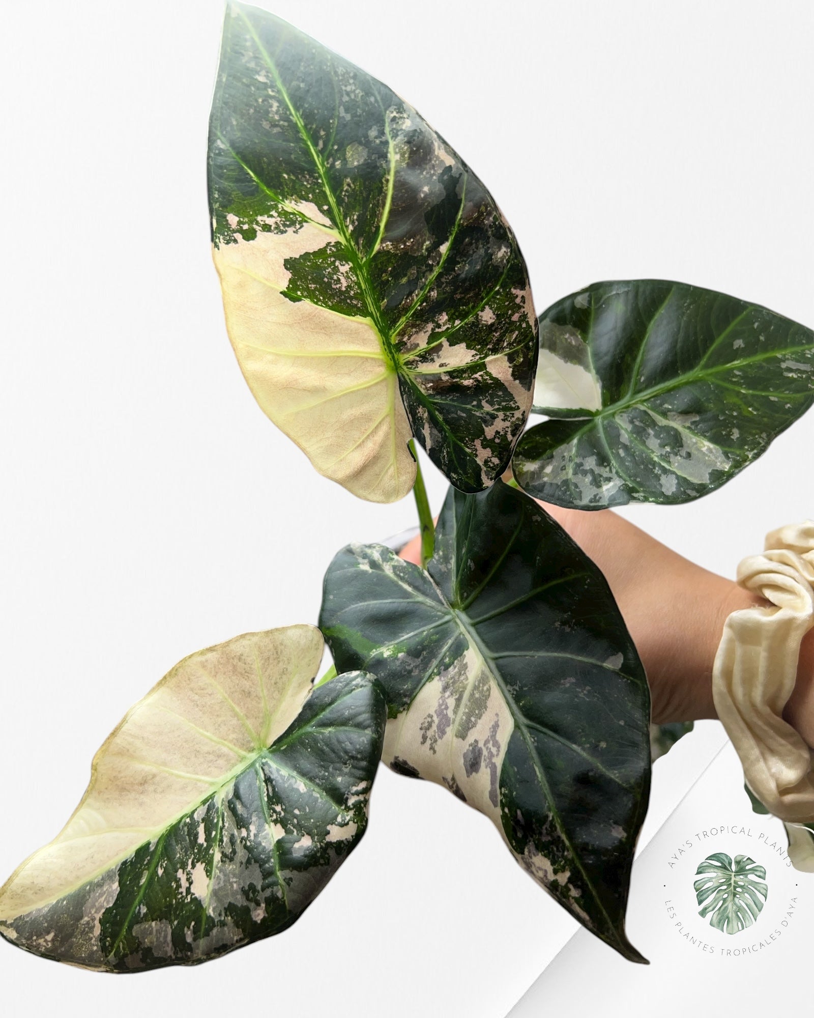 Alocasia Regal Shield Albo - 2
