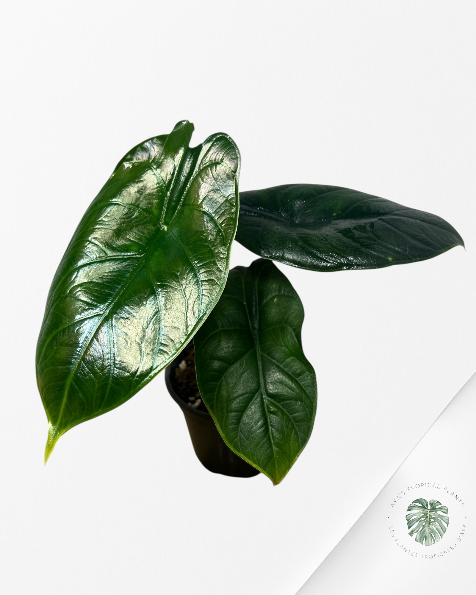 Alocasia Licorne Verte - V10