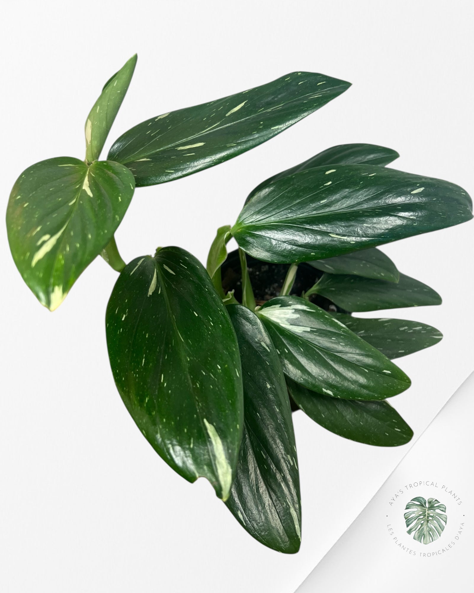 Monstera Standleyana Albo - V2