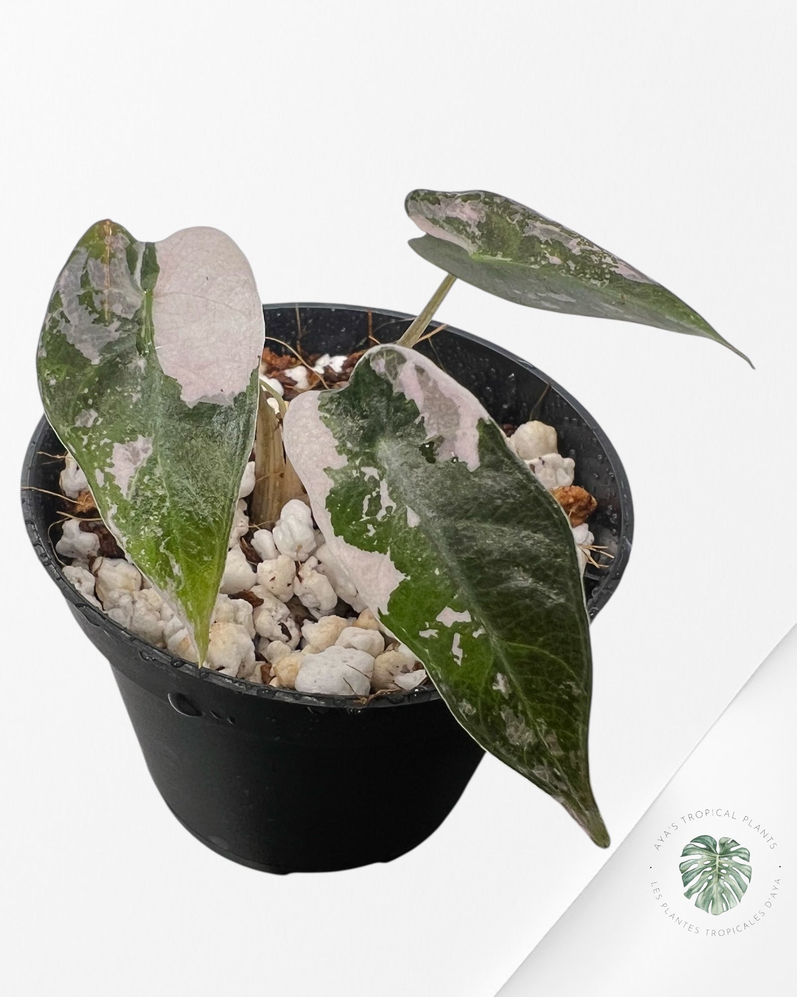 Alocasia Bambino Variegated (pink) - 1