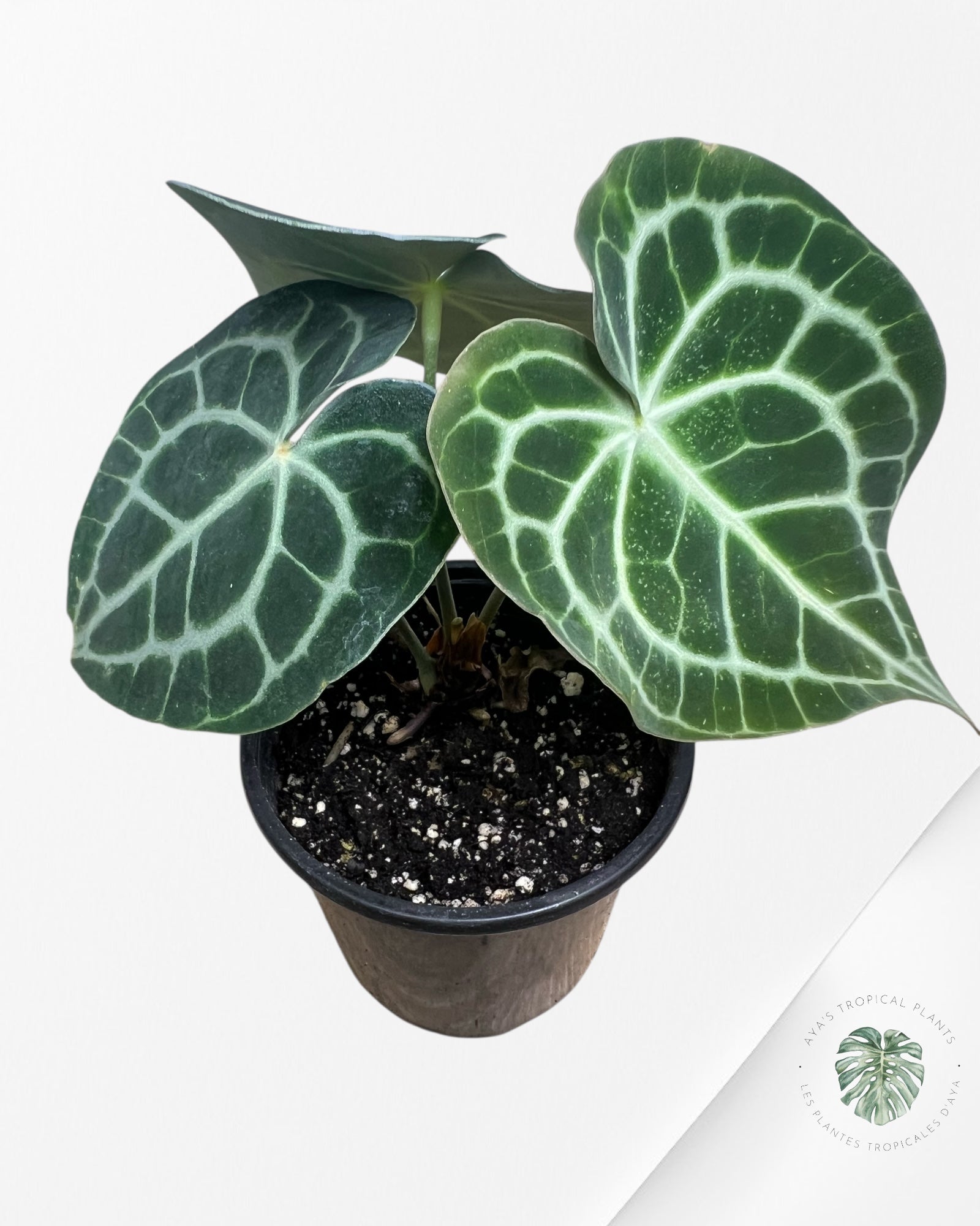 Anthurium Clarinervium KING - 92