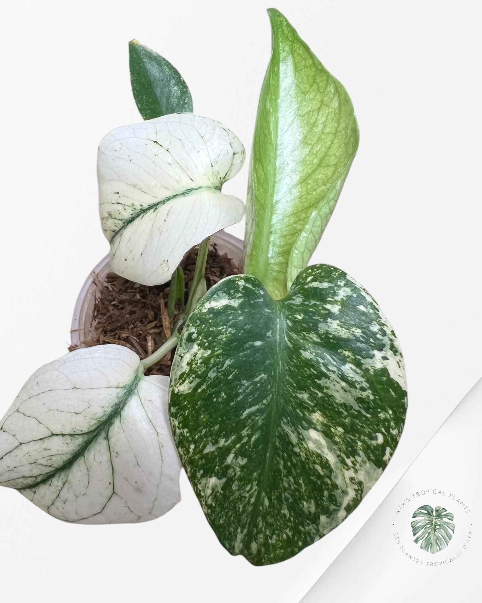 Monstera Menthe -02