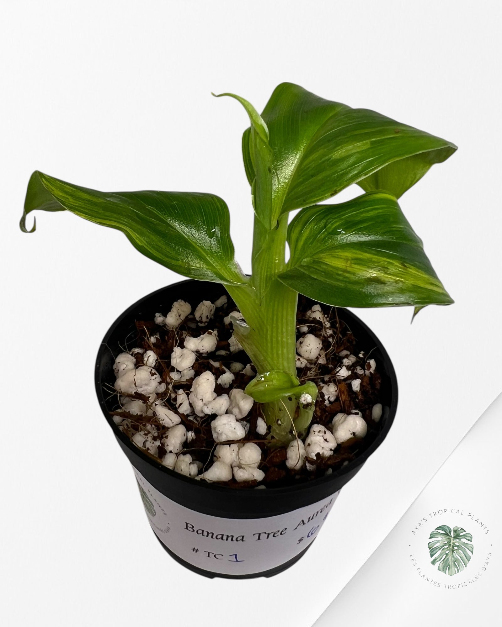 Banana Tree (Aurea) Variegated - TC1