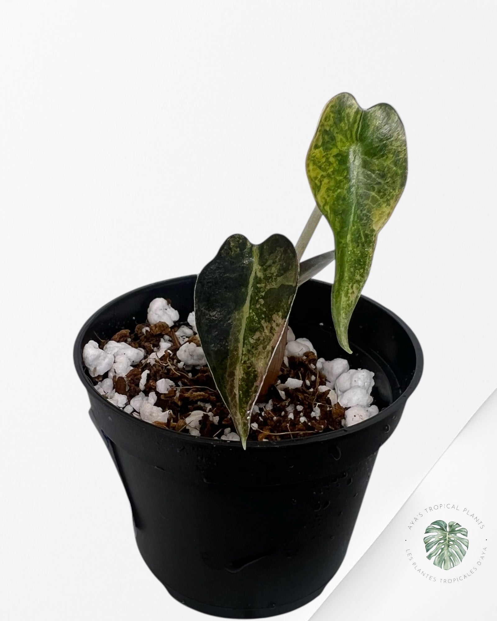 Alocasia Bambino Variegated (Aurea) - BV2