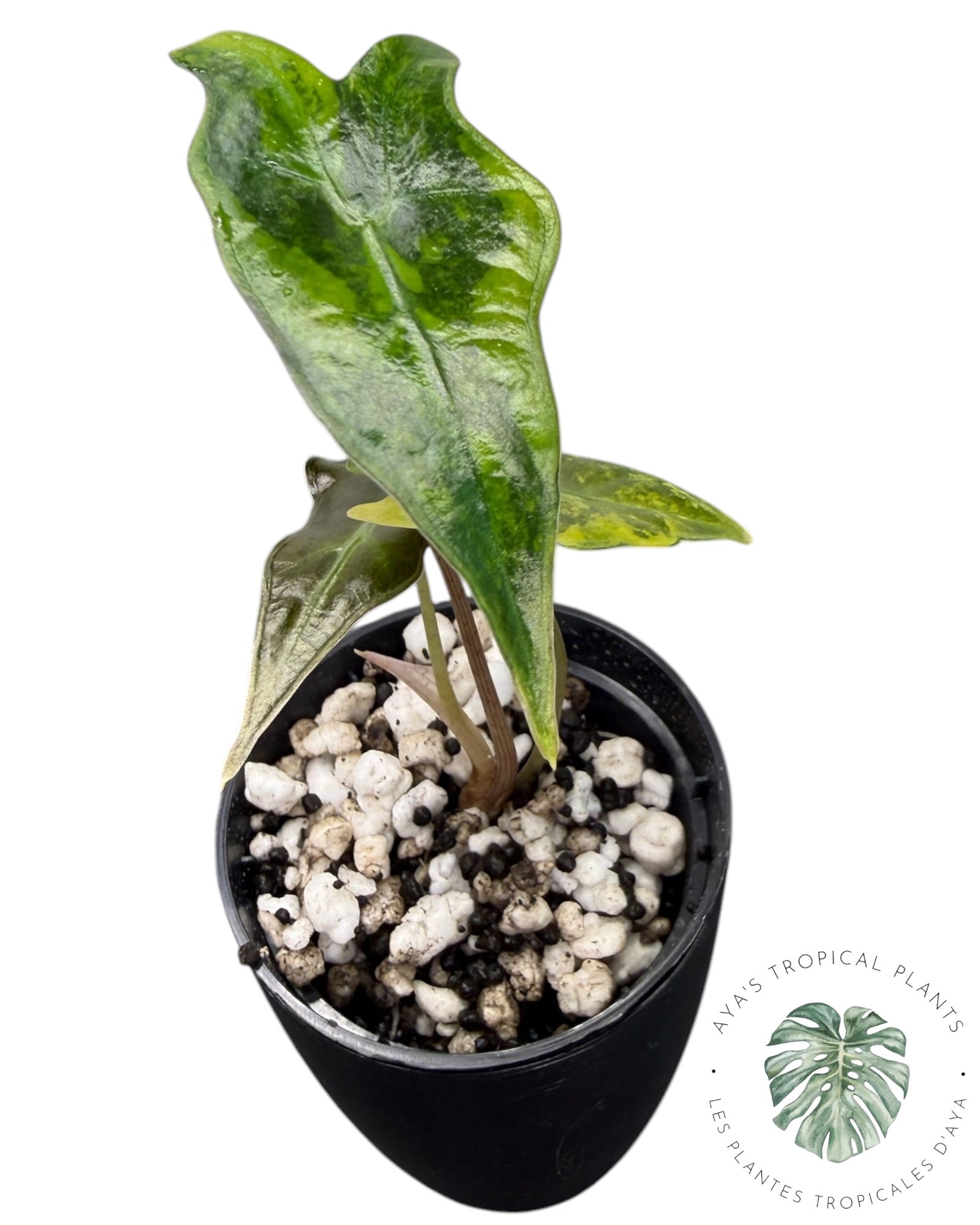 Alocasia Nobilis Aurea Panaché