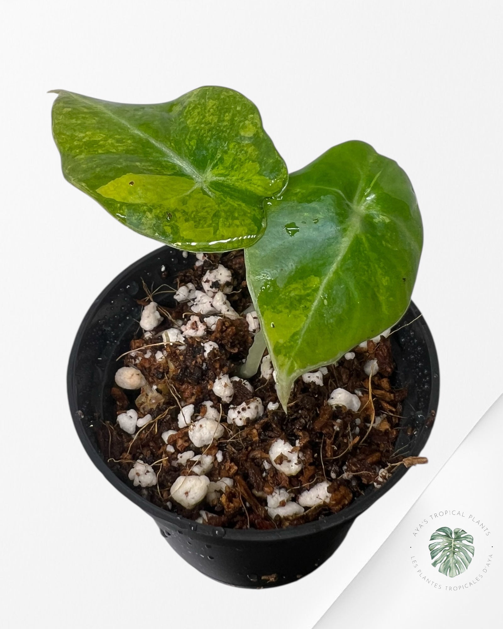 Alocasia Black Velvet Aurea (GOLD) Variegated - 2