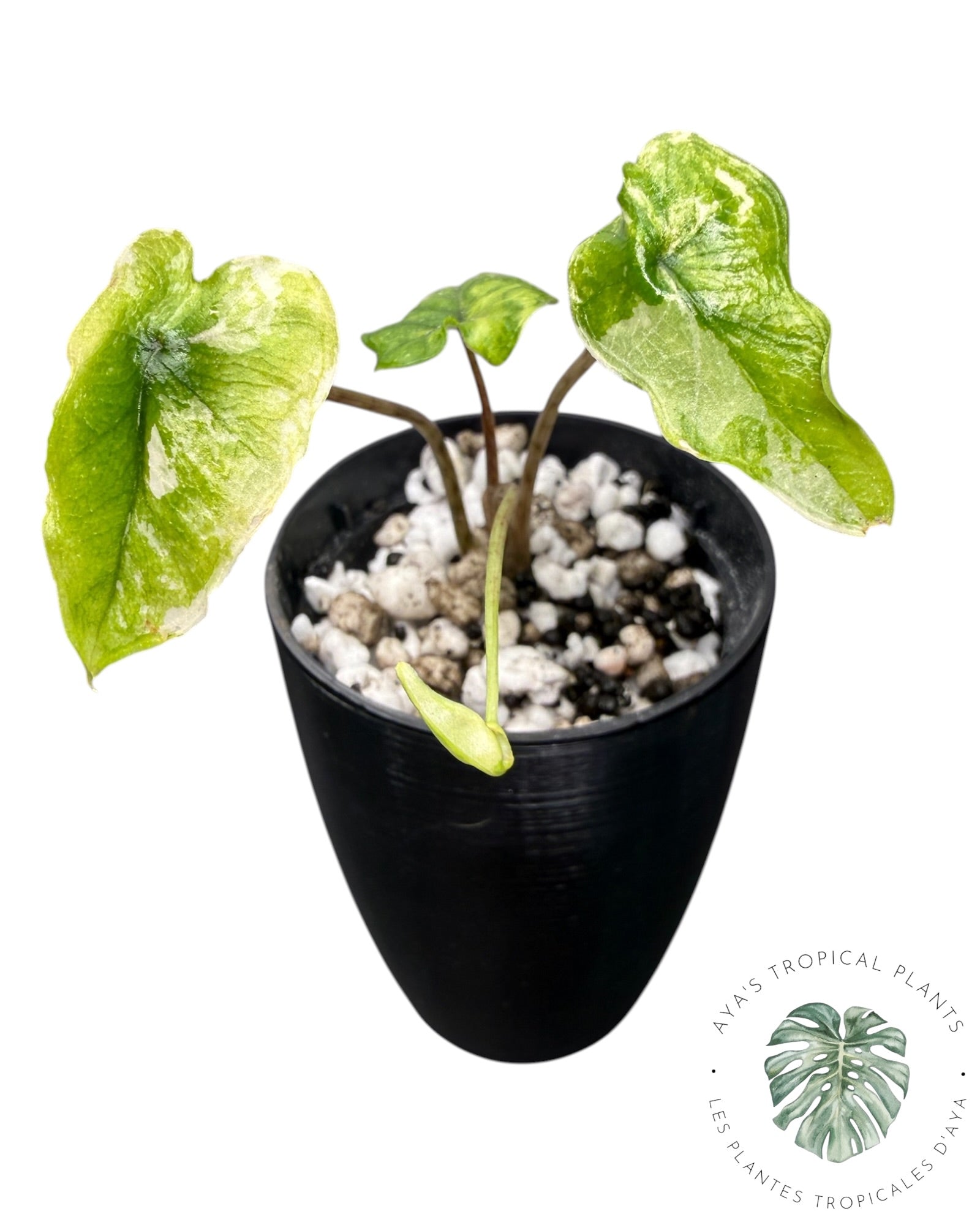 Alocasia Jacklyn Mystic variegated