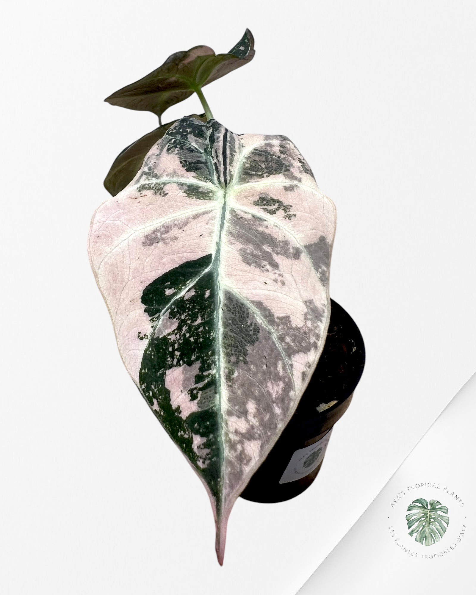 Alocasia Black Velvet Rose-F