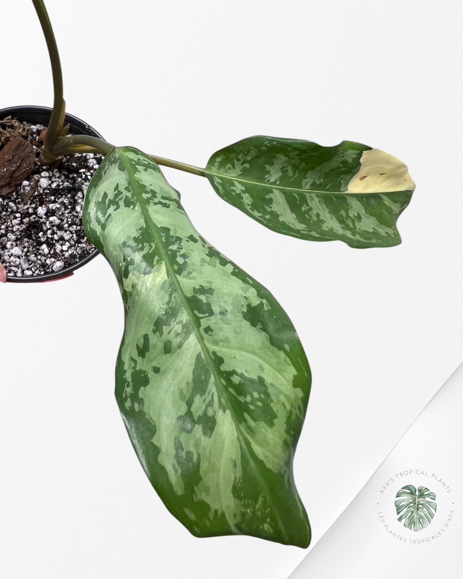 Aglaonema Manila Pride - AMP4