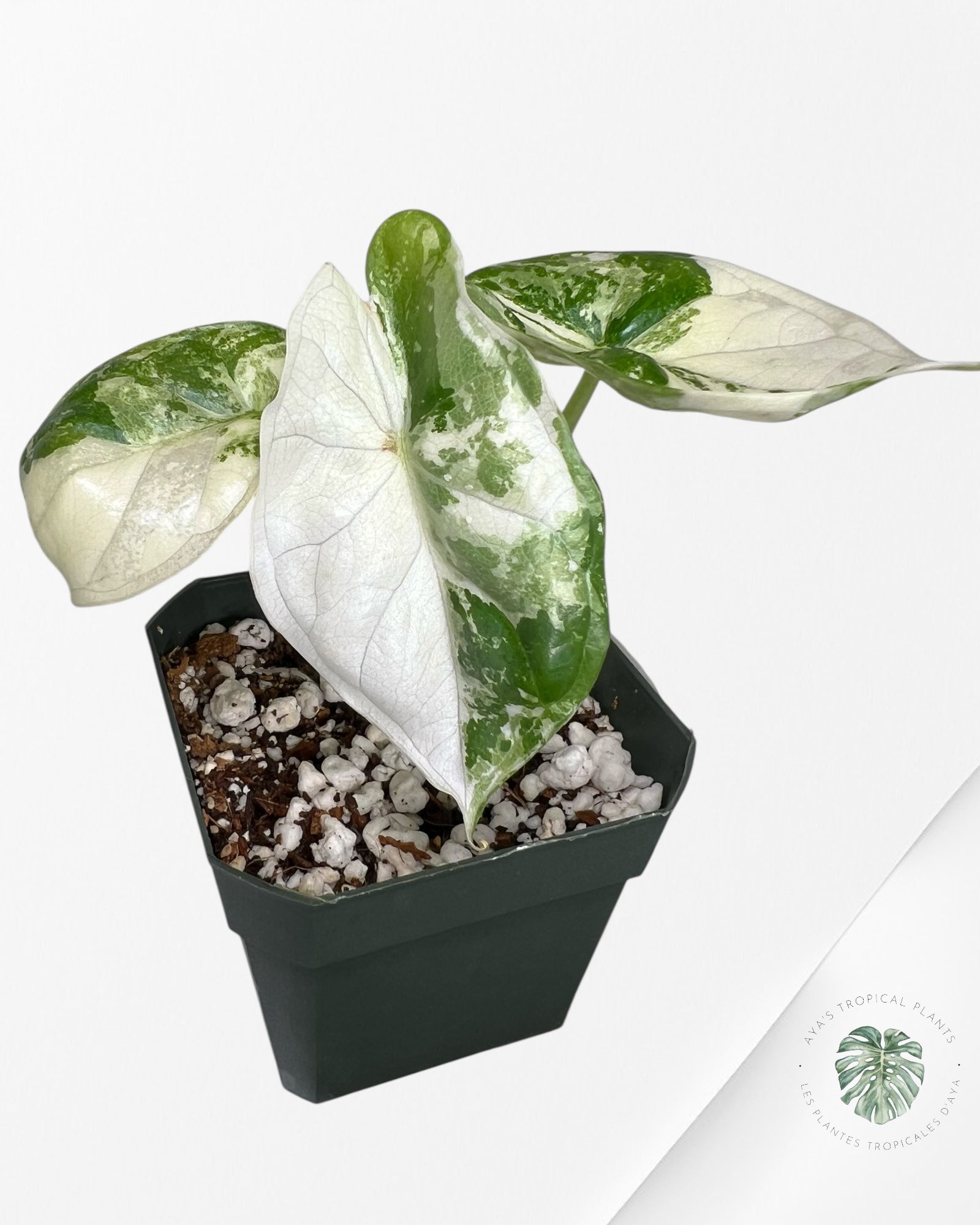 Alocasia Dragon Scale Variegated Albo ( Grade A) - 1001