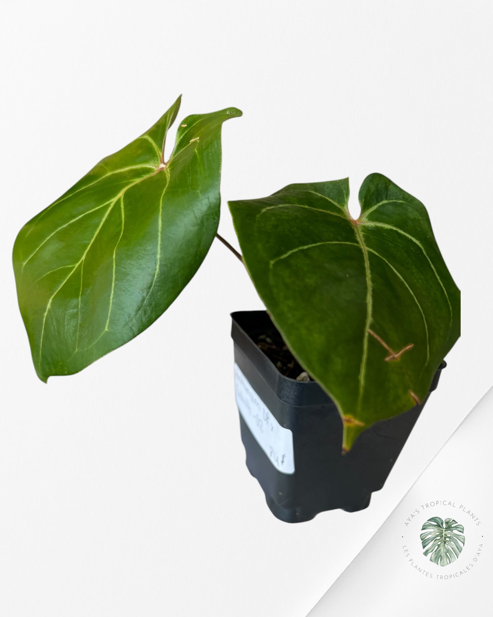 Anthurium DP X Goliath-02