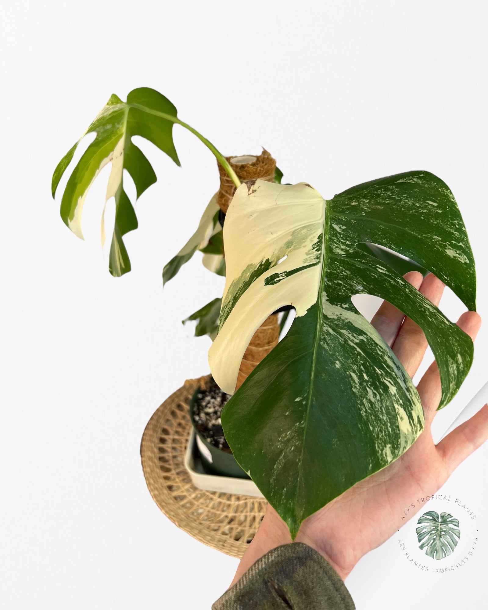 Monstera  Borsigiana Albo-JAM3