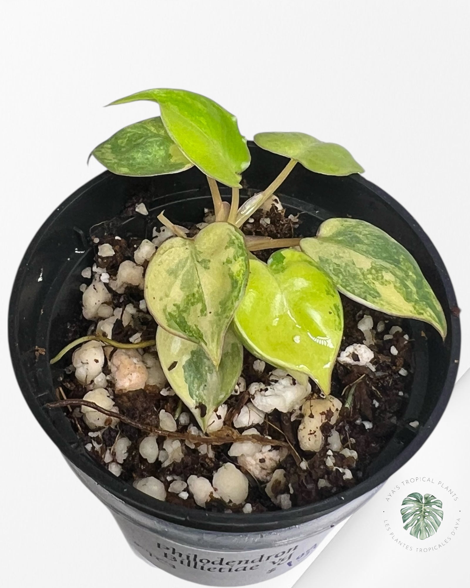 Philodendron Billietiae Variegated - TC3