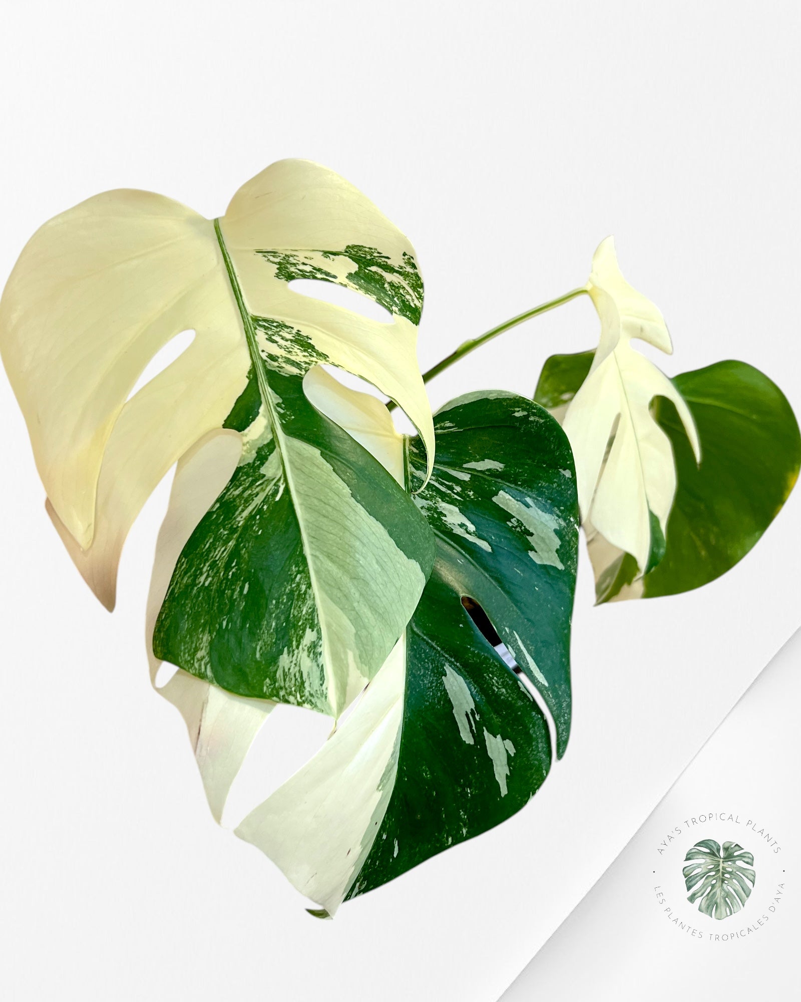 Monstera Borsigiana Albo-JA15